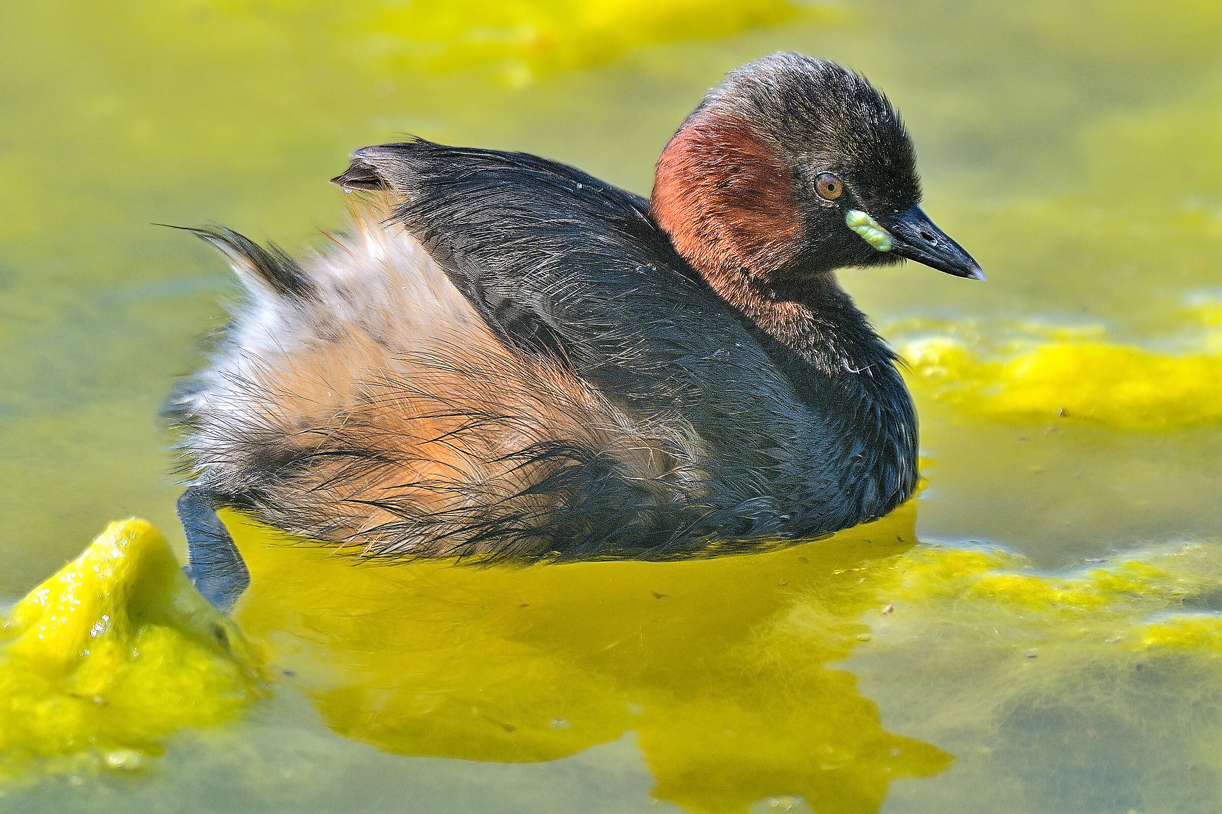 Tachybaptus ruficollis