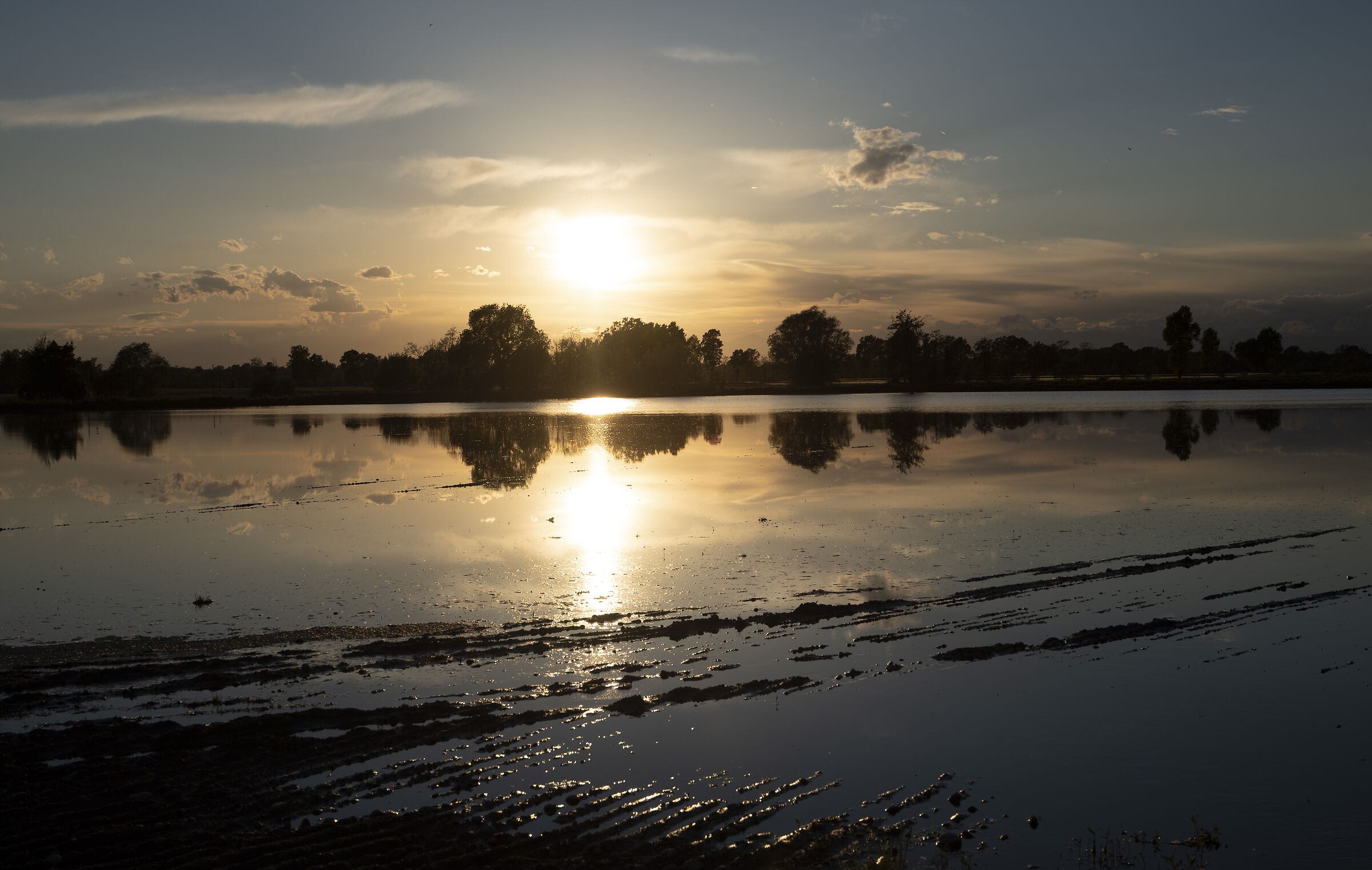 Paddy at sunset