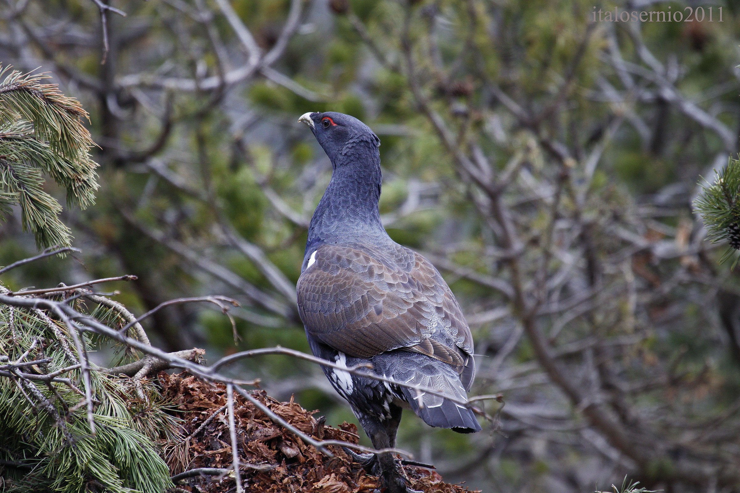 la passeggiata dell'Urogallo