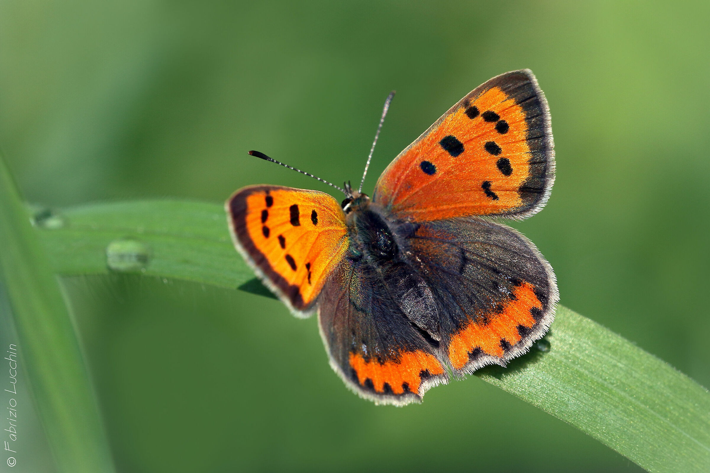 Lycaena copper Male