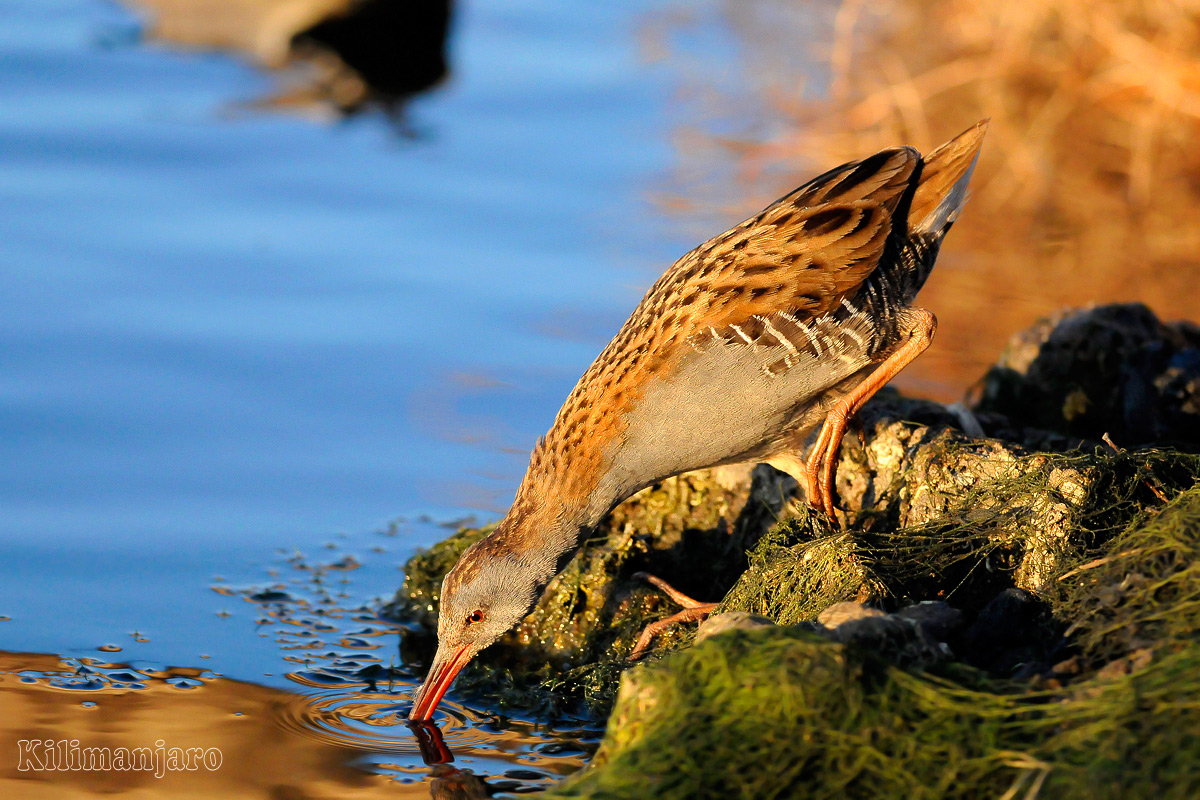 Porciglione alle calde luci del tramonto