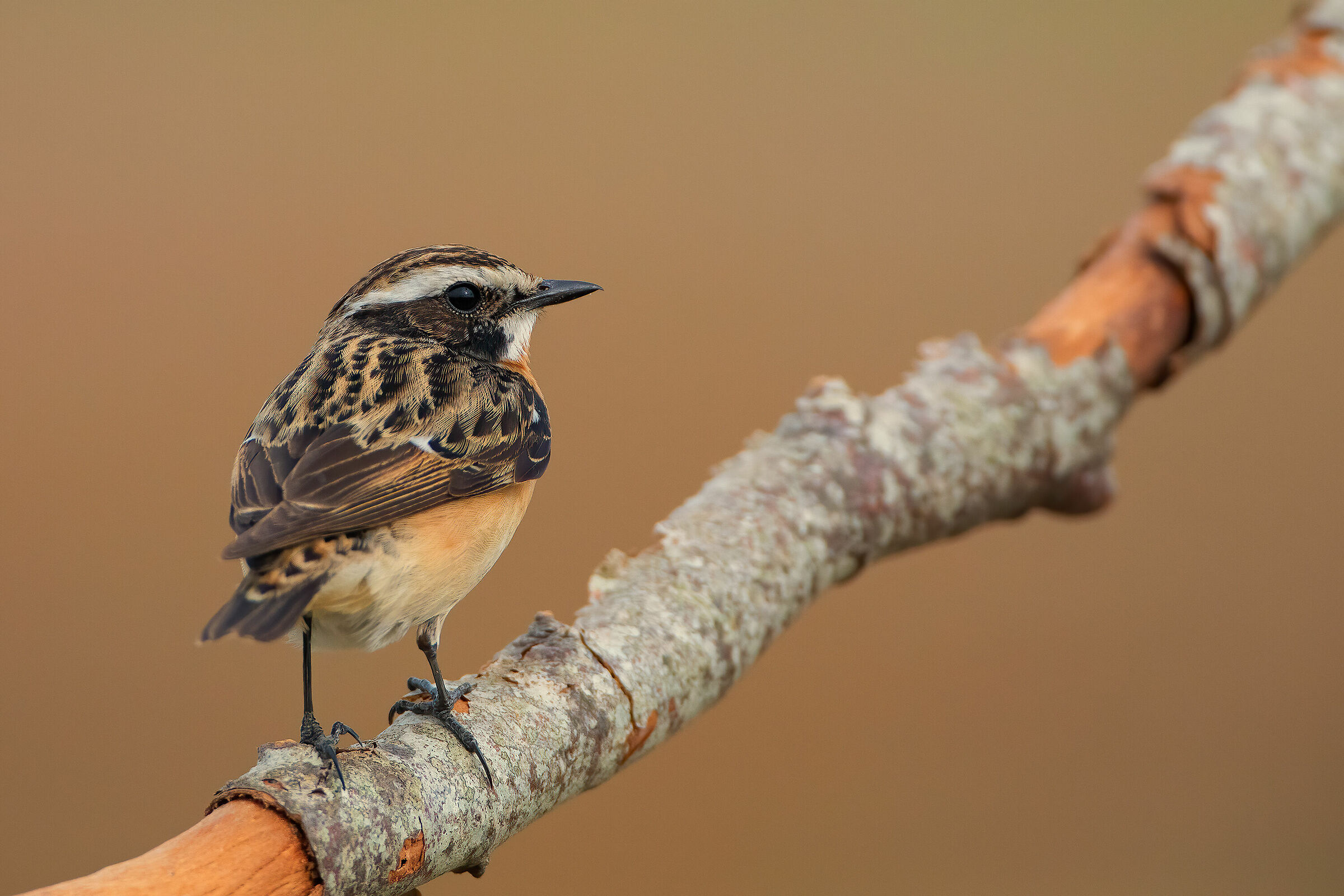 Whinchat