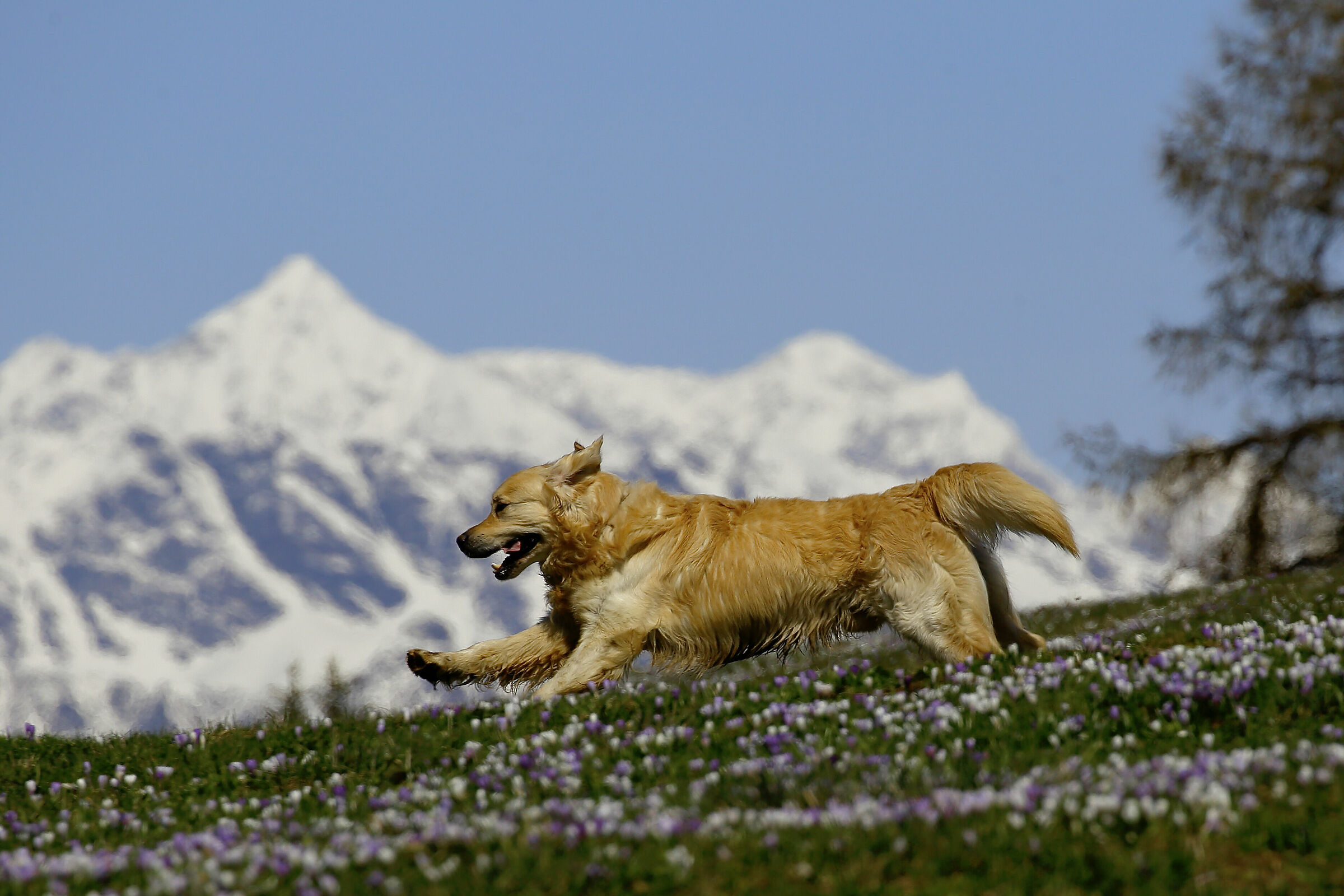 Correre tra i crocus