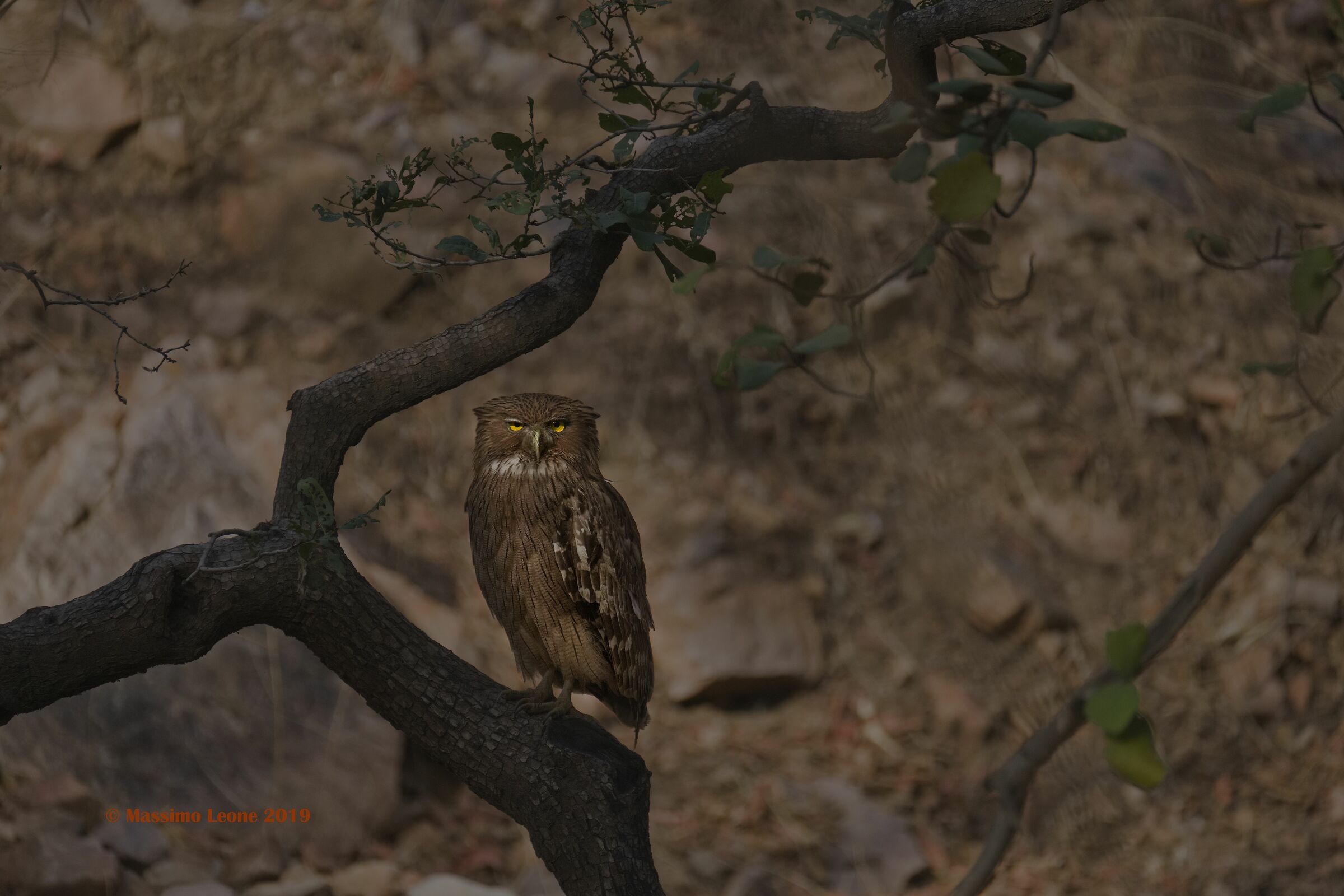 Brown Fish Owl