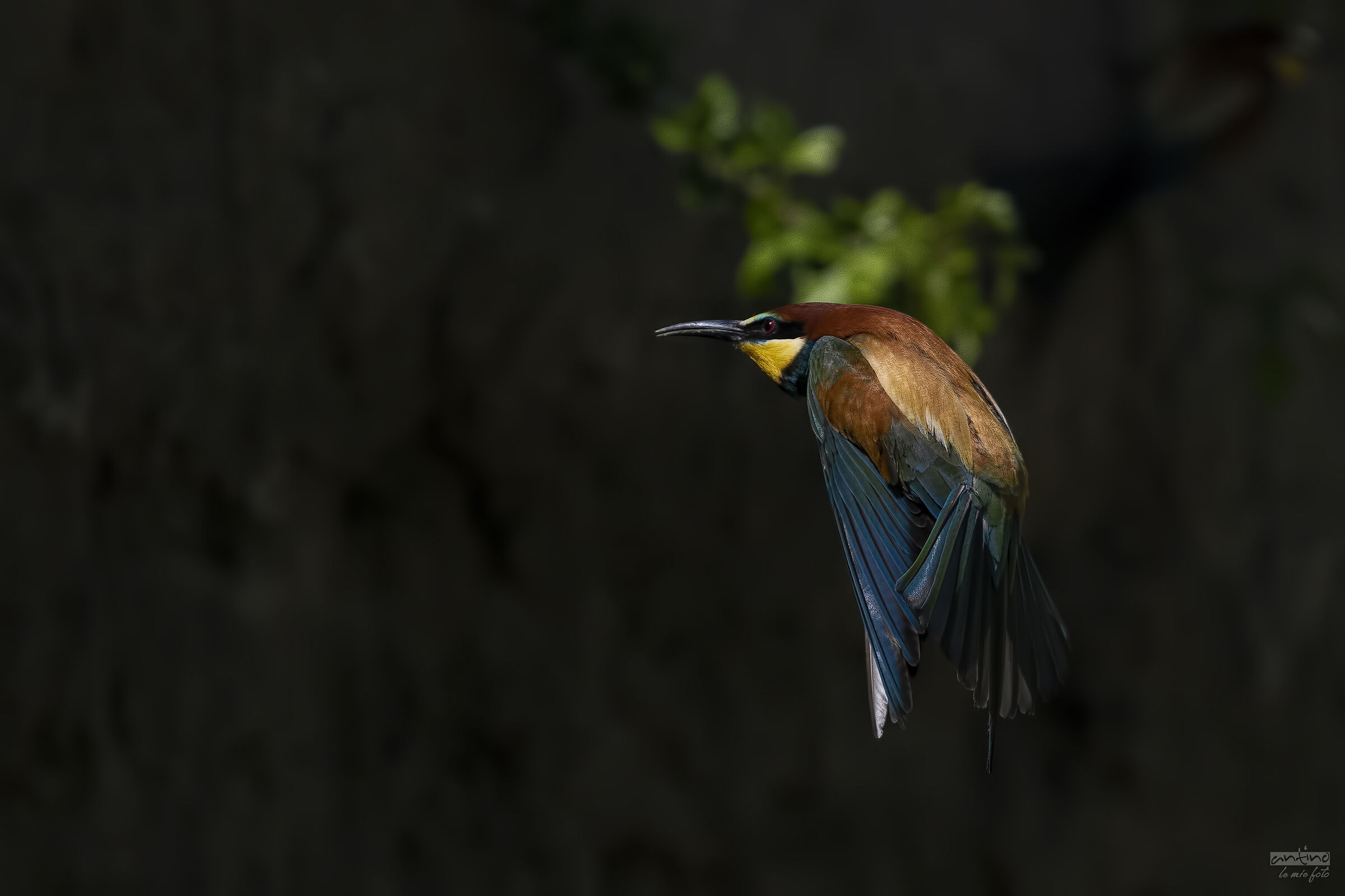 In a ray of sunshine