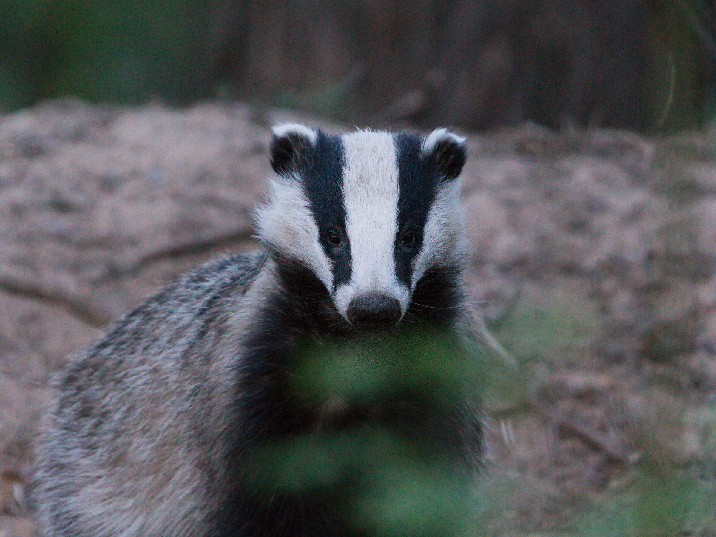 Tasso eurasiatico (Meles meles)