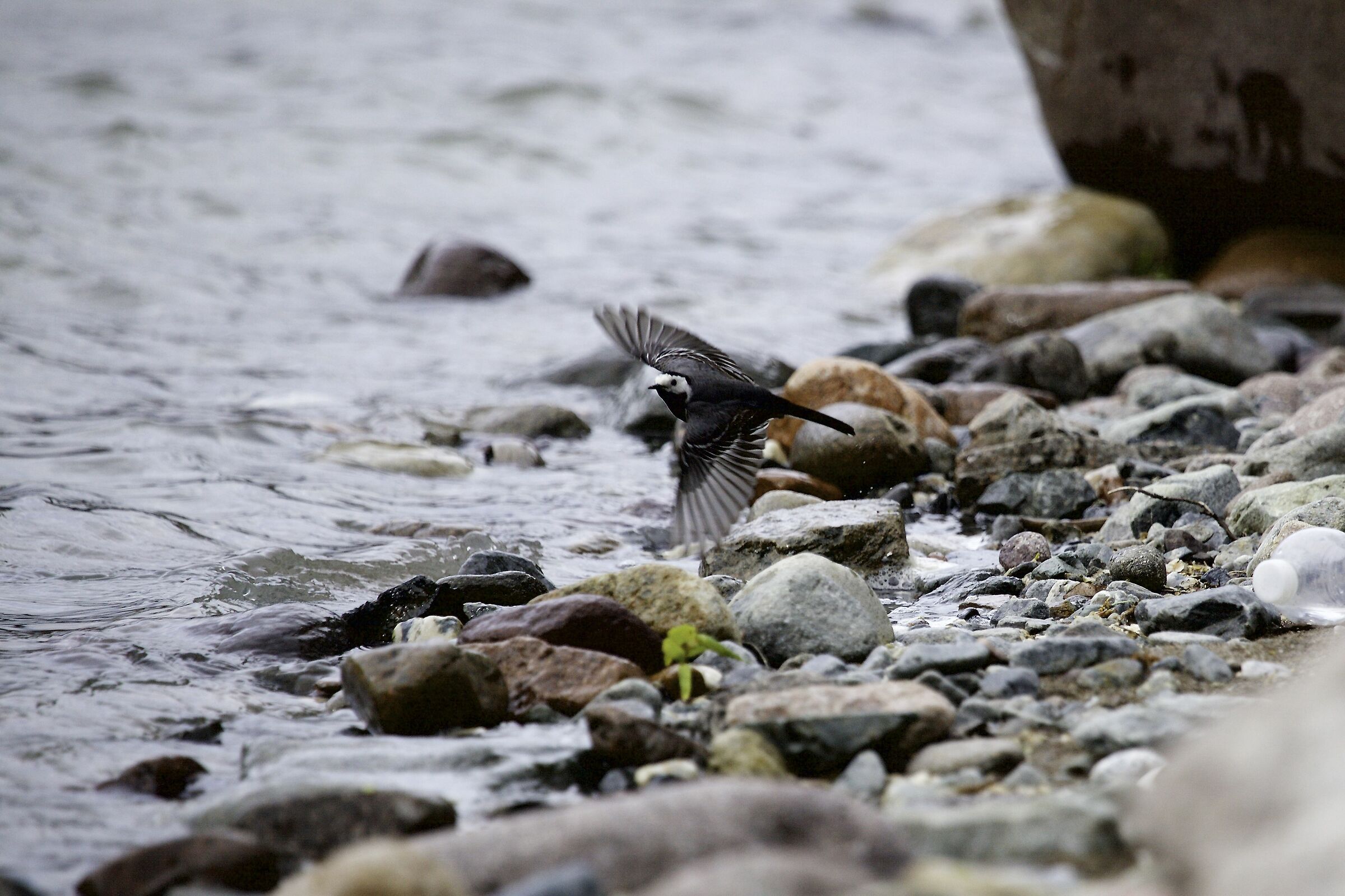 White Ballerina in flight