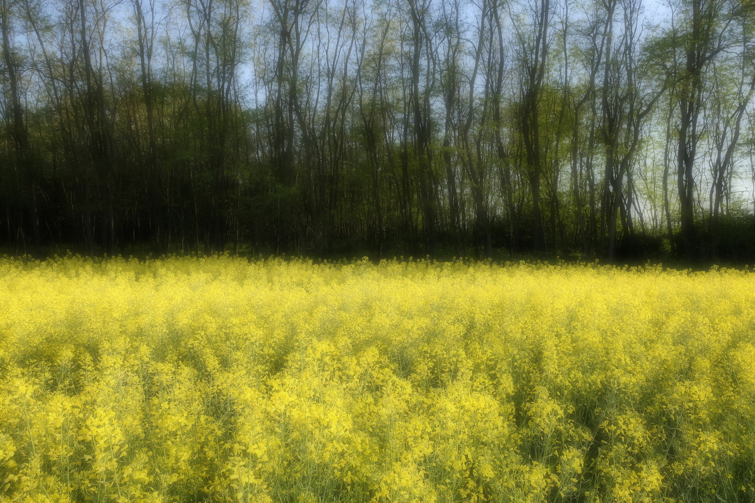 Like Monet: Rape and trees