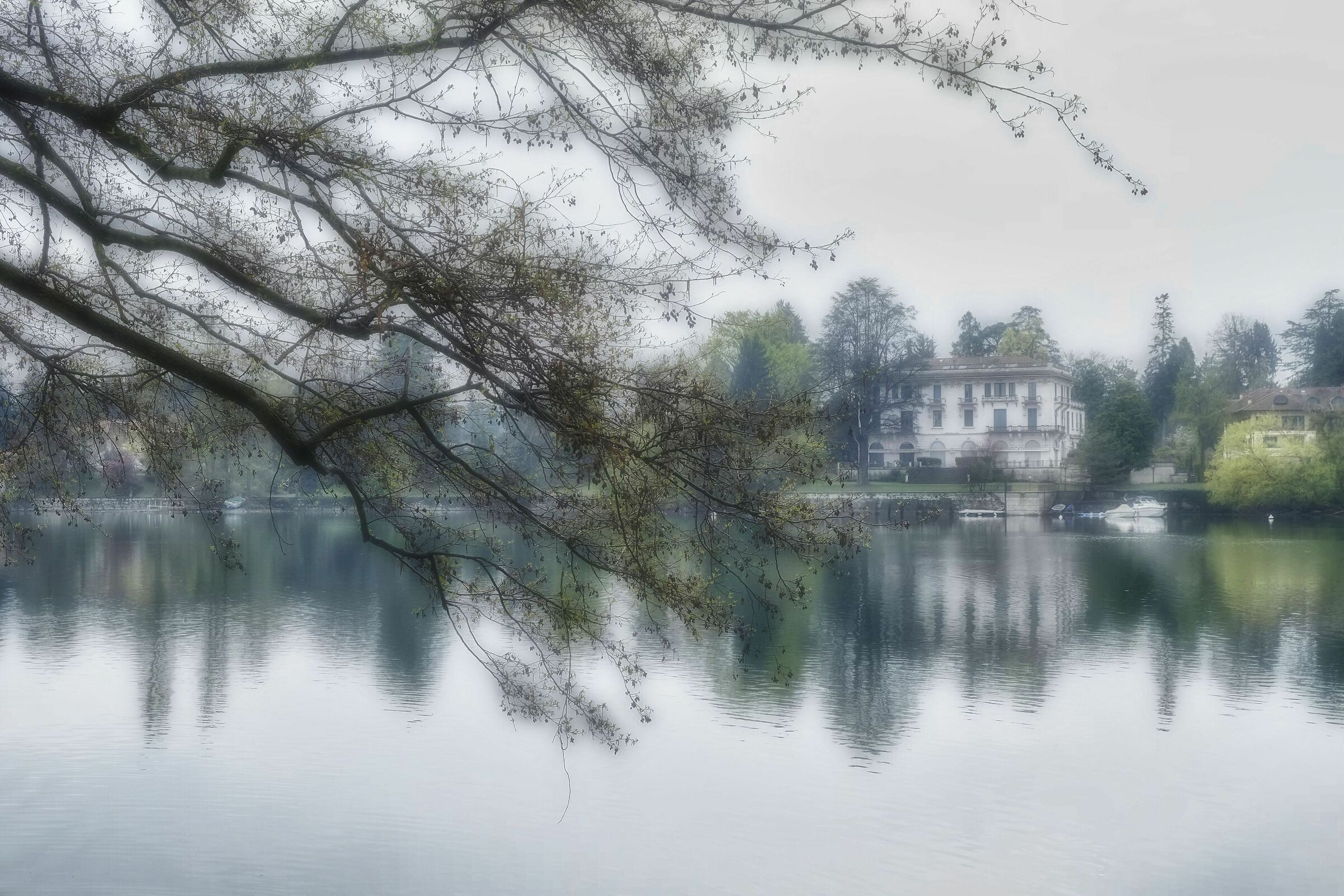 Sixth Calende. The Big willow