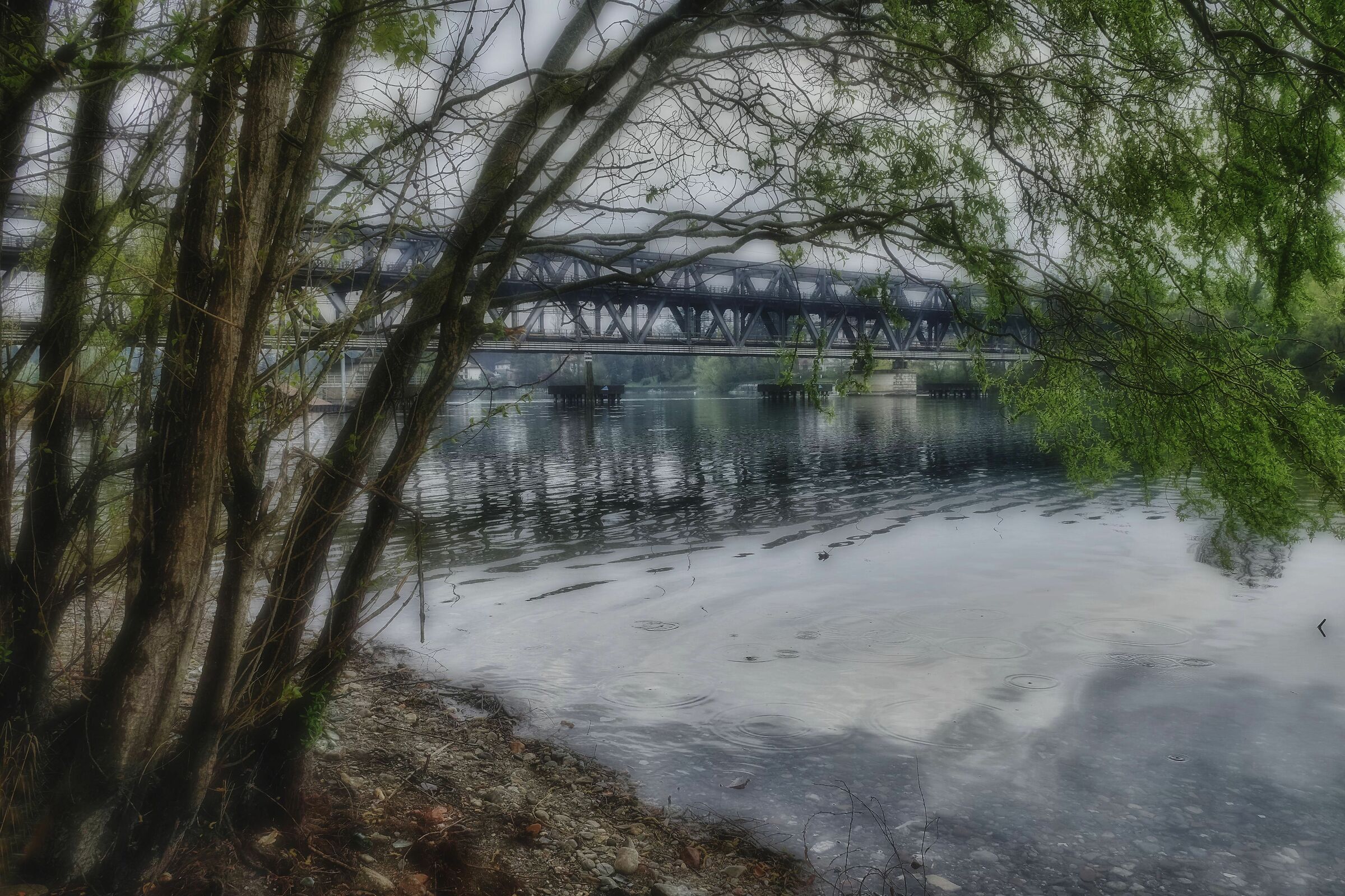 Sixth Calende. The Big willow