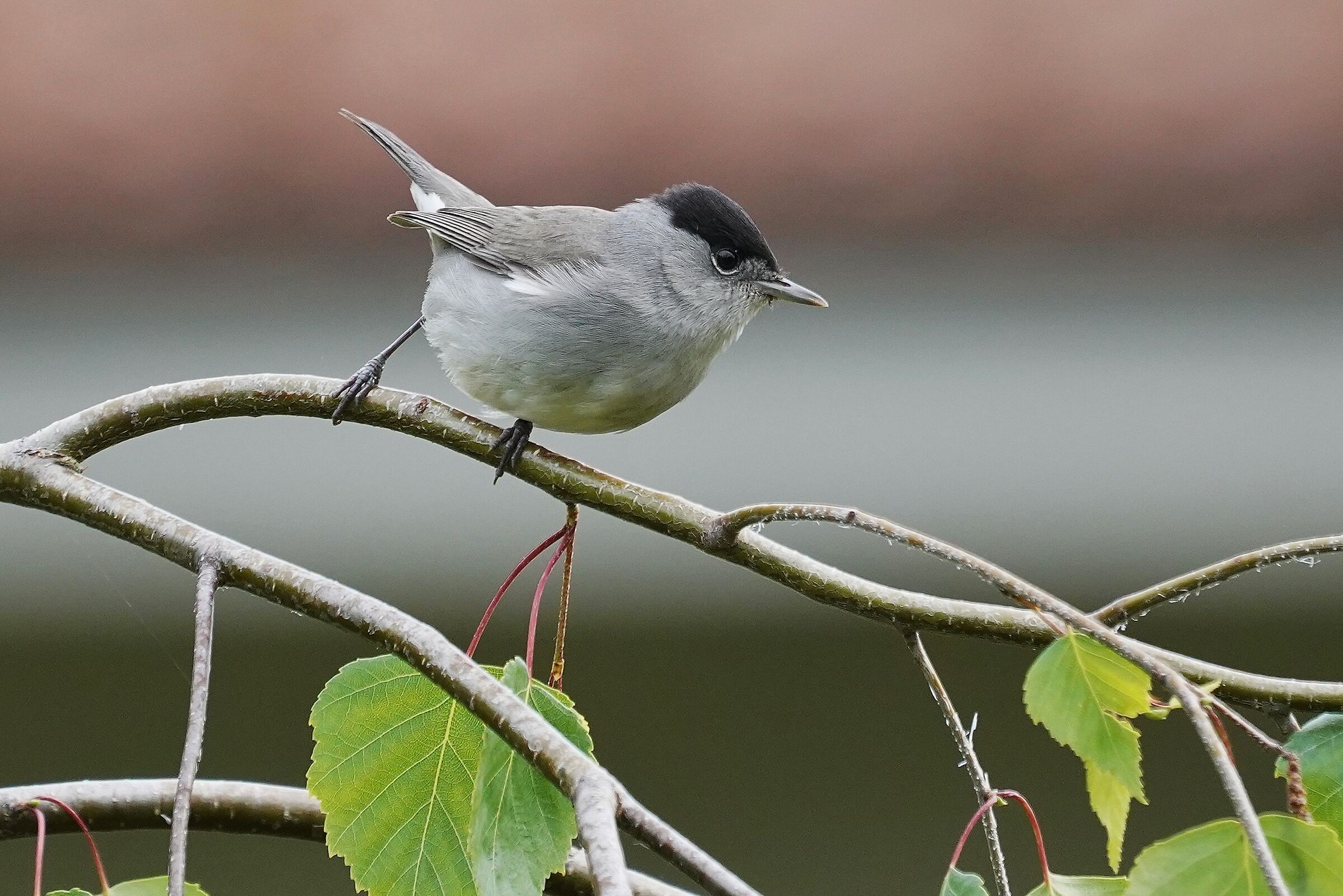 Capinera (Sylvia atricapilla)