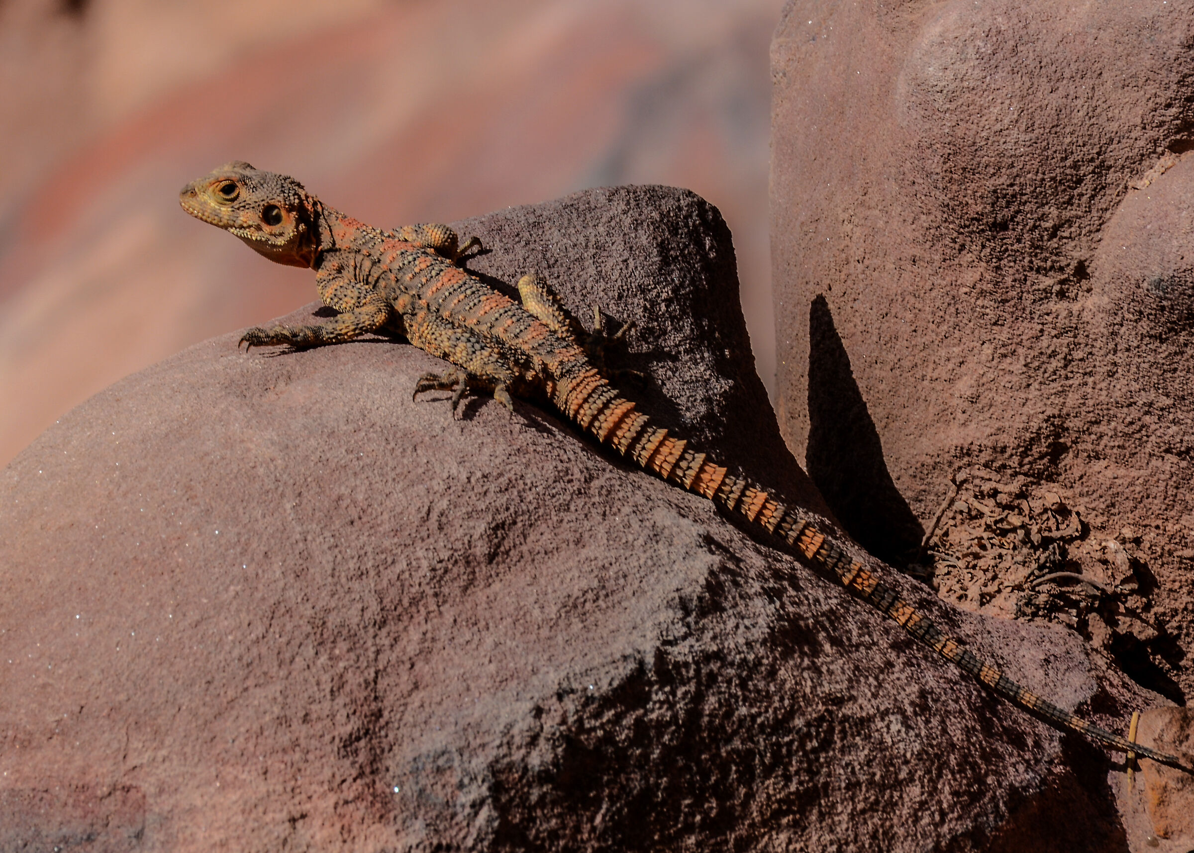 Sauride (Agama?)