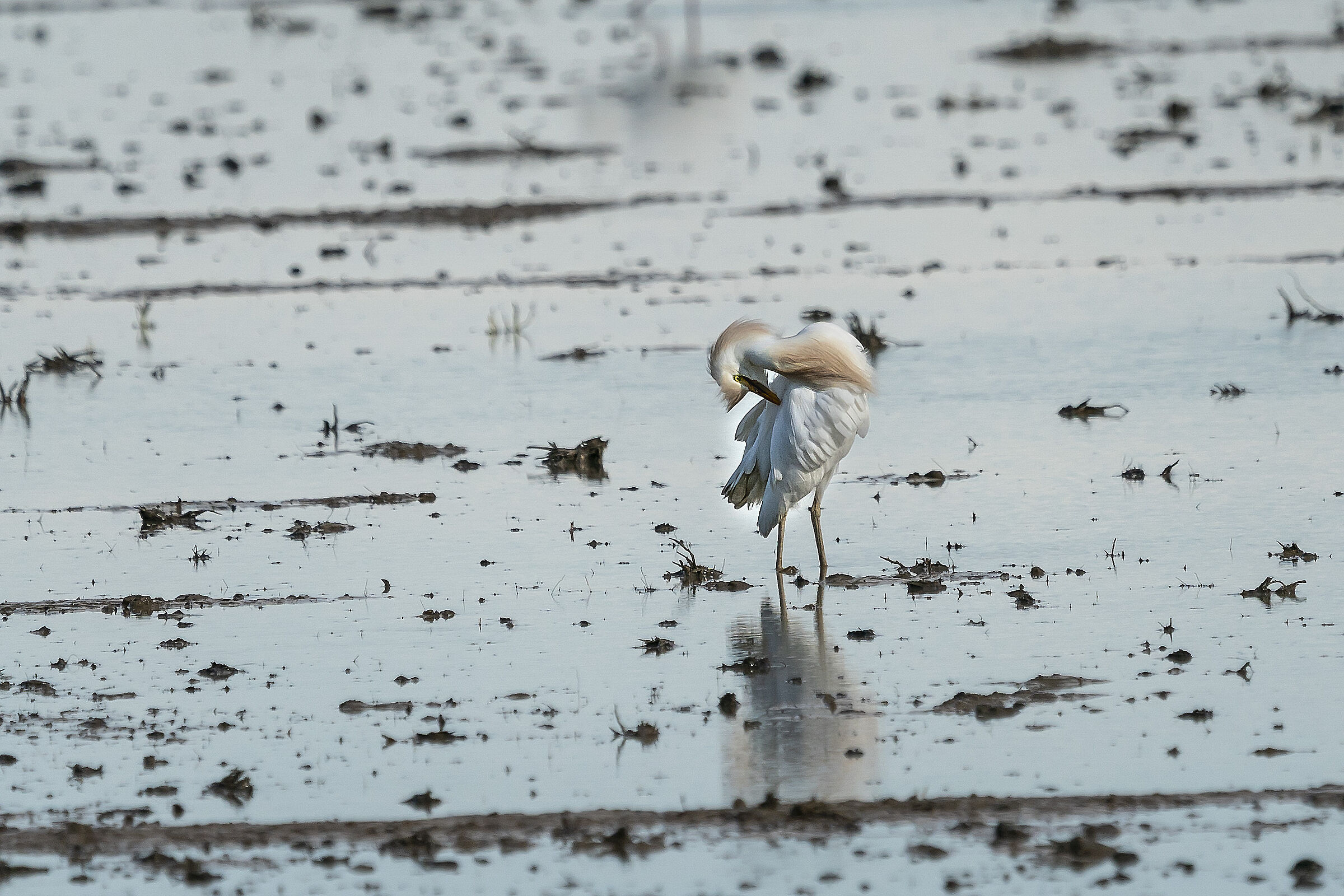 Cattle Egret posing