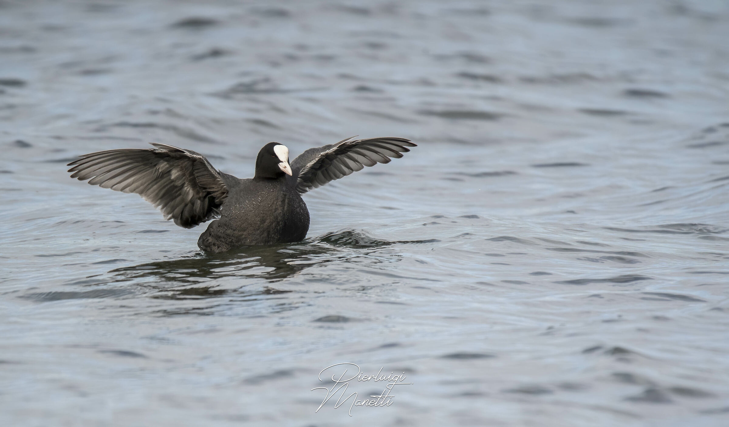 Folaga sul Lago di Bolsena