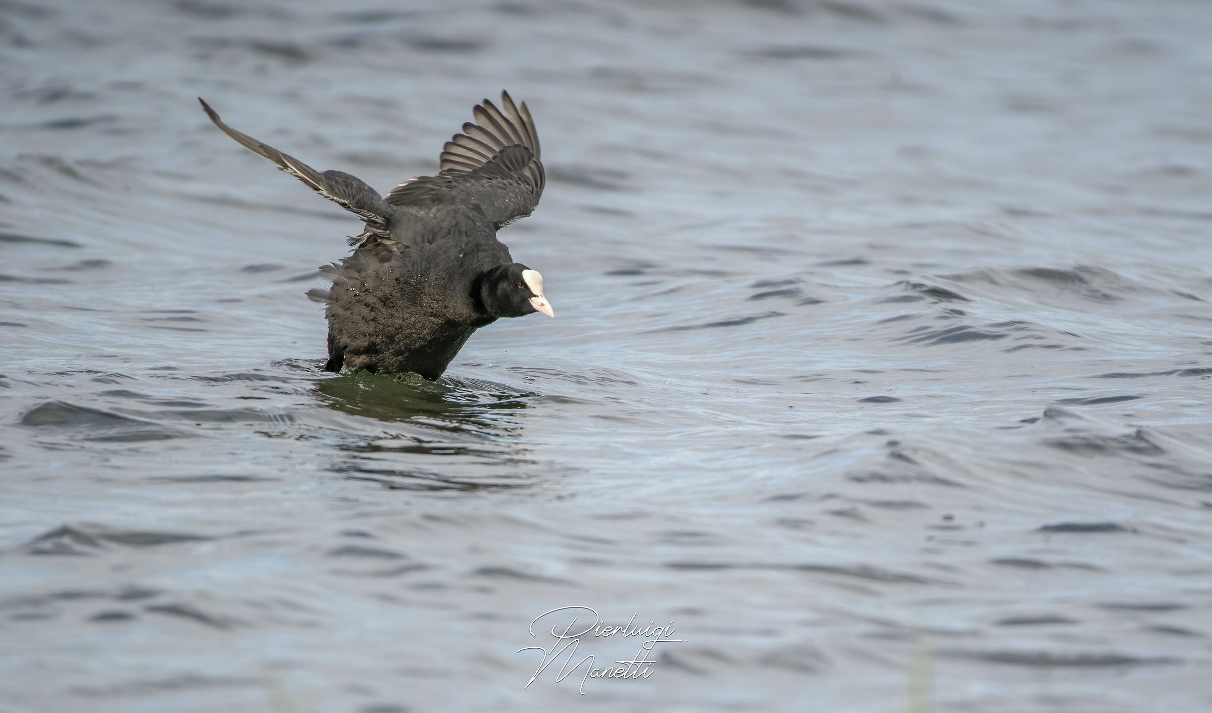 Folaga sul Lago di Bolsena