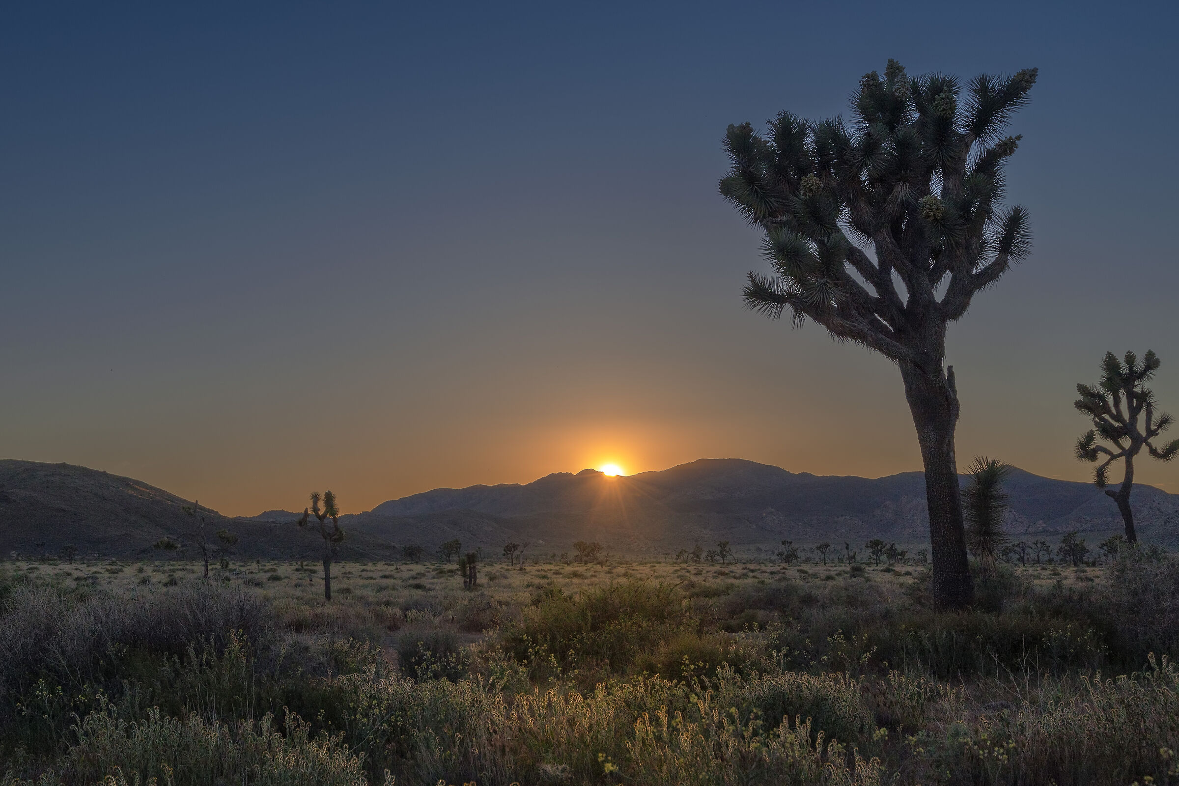 Il tramonto di Joshua Tree