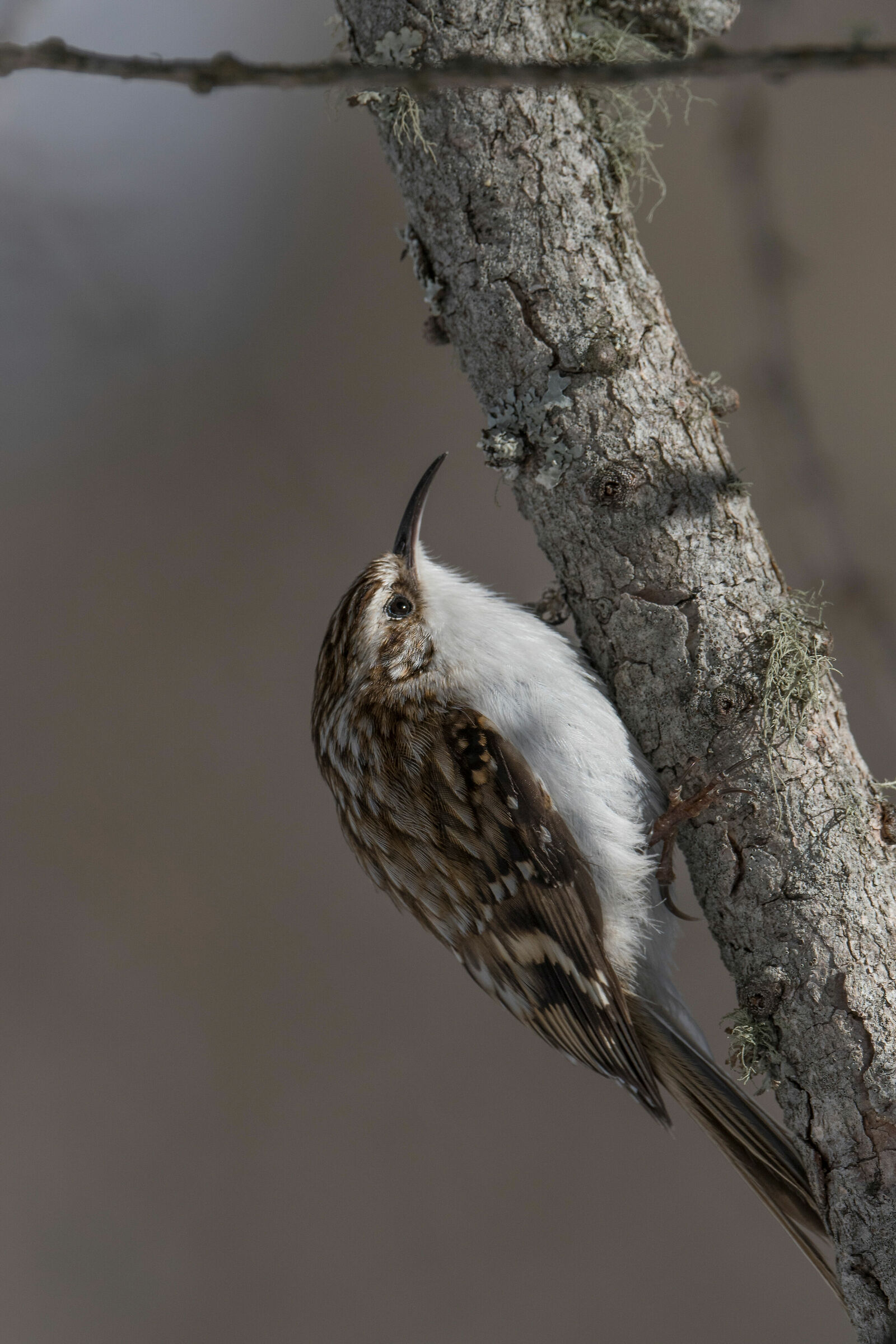 Alpine Treecreeper