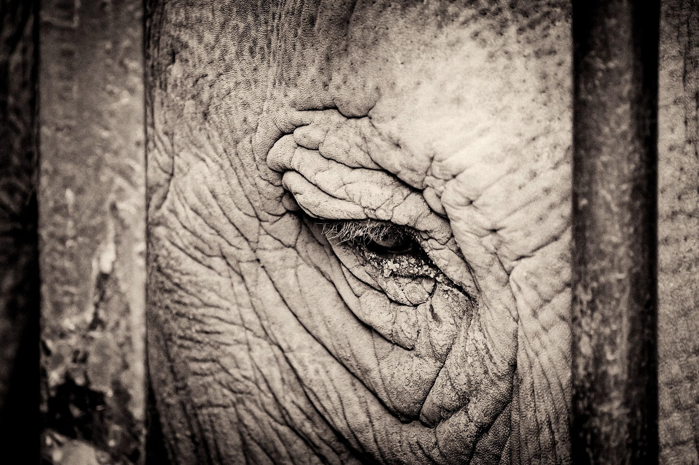 #detenzioni /Sofia /Bioparco Roma