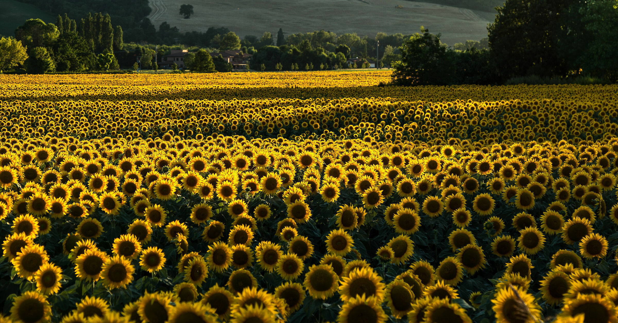Il tramonto dei girasoli