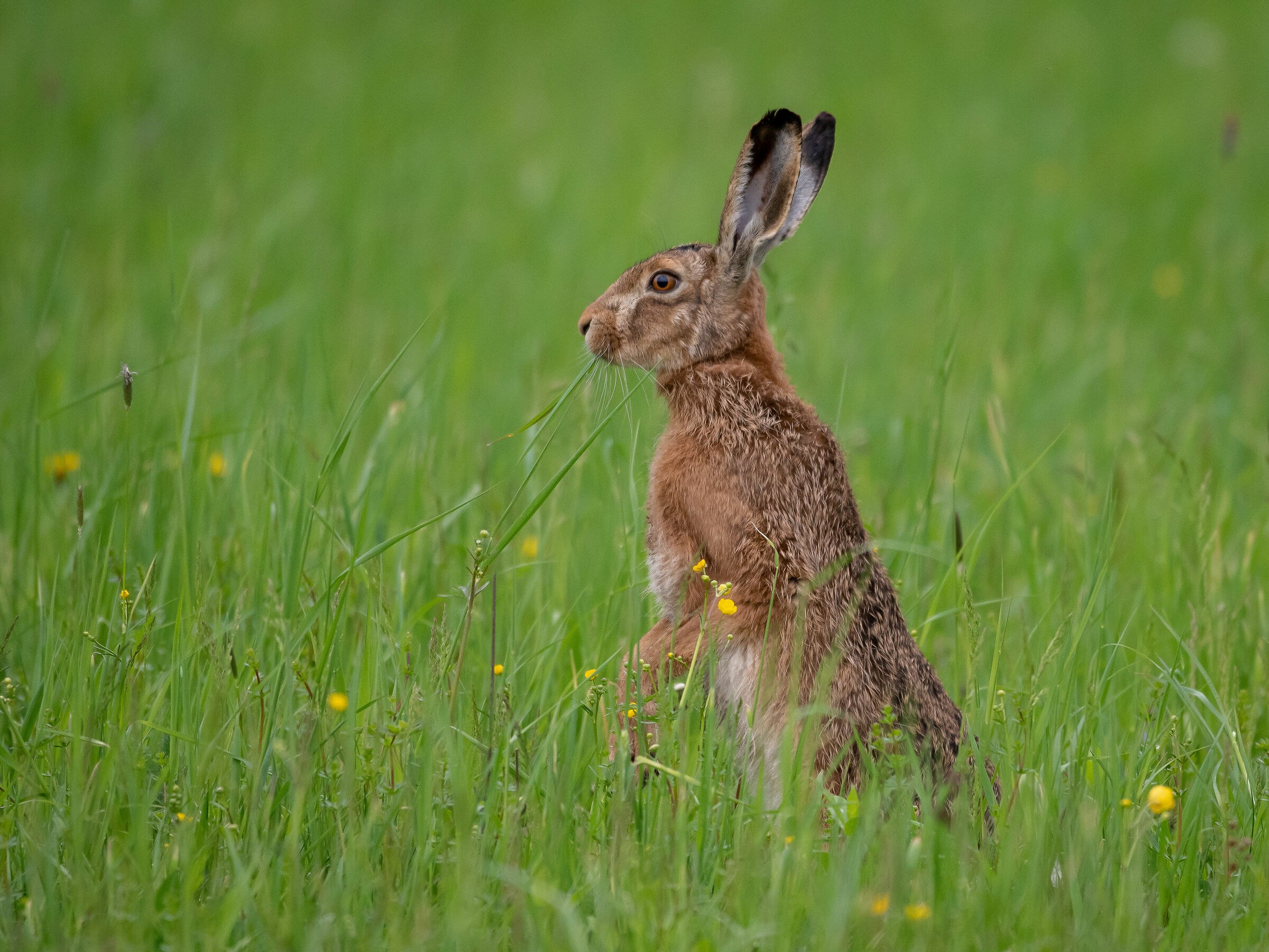 Brown Hare