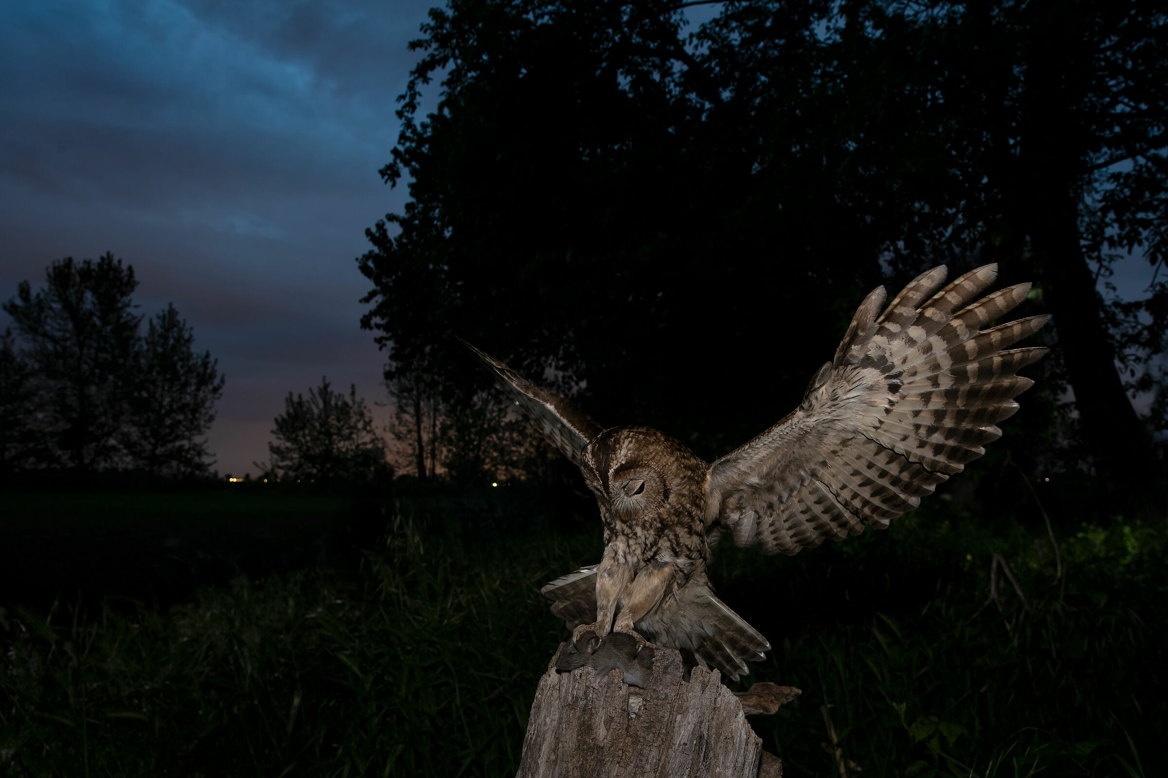 tawny owl