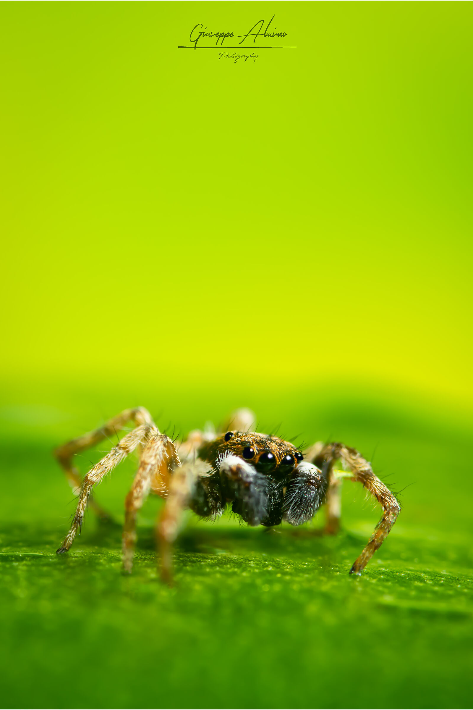 Unexpected guests at home