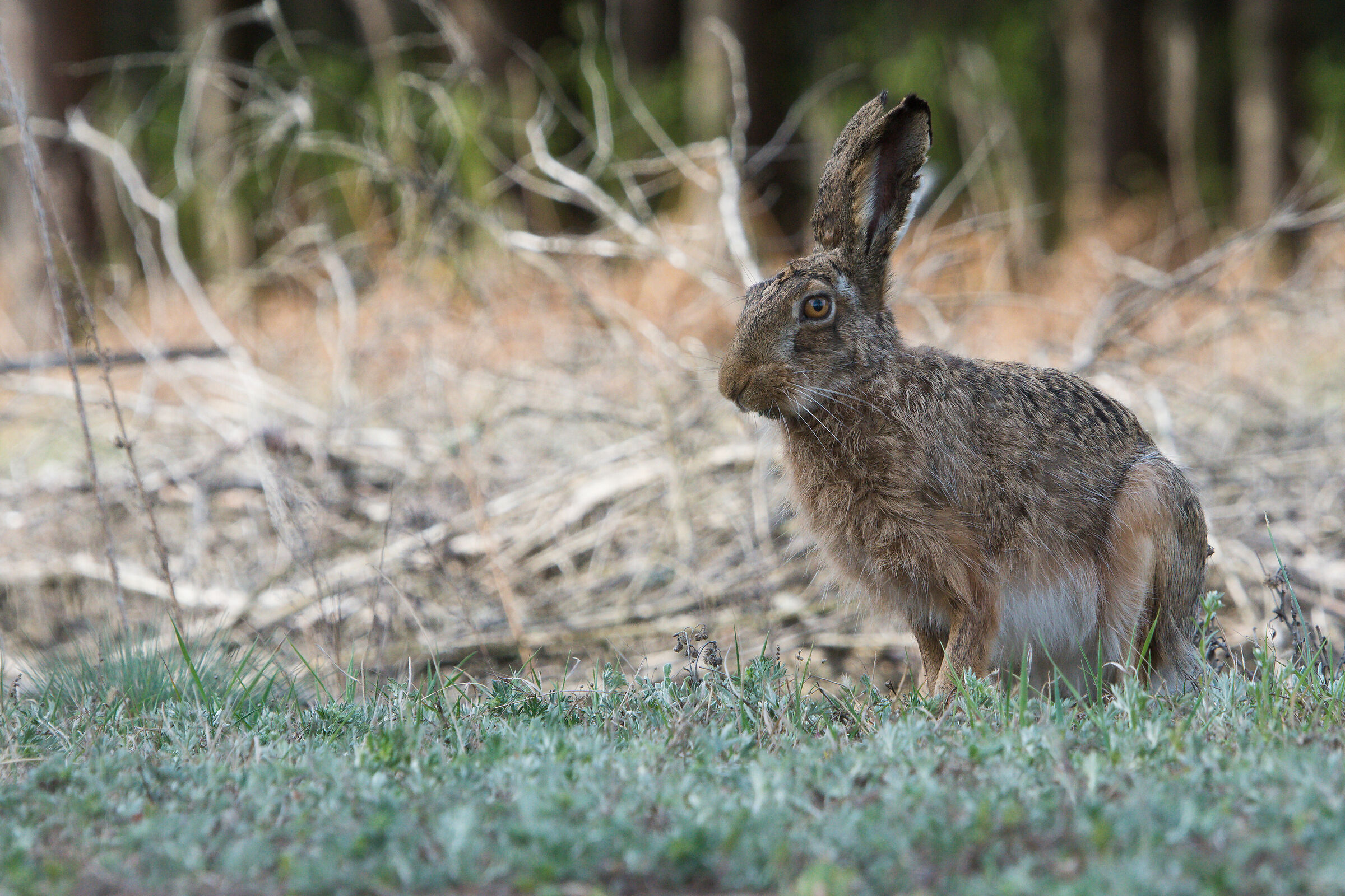 Brown hare (Lepus Europaeus)