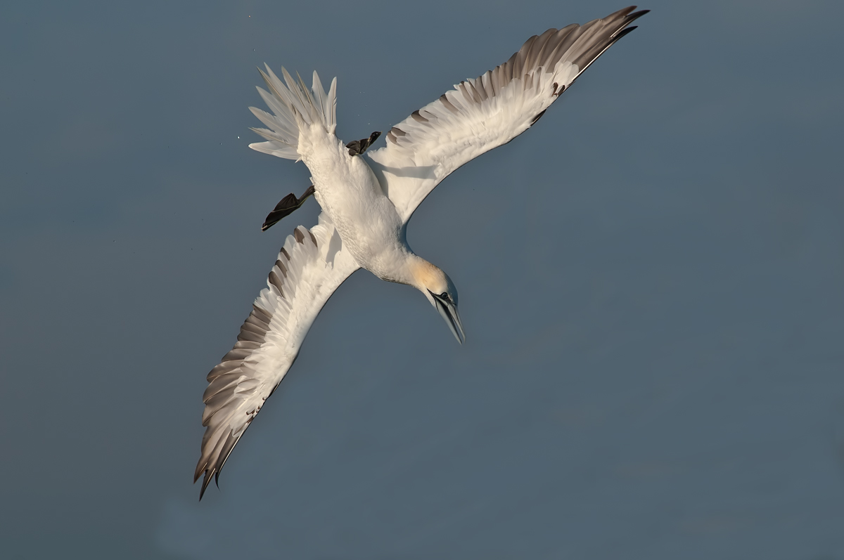 virata prima del tuffo