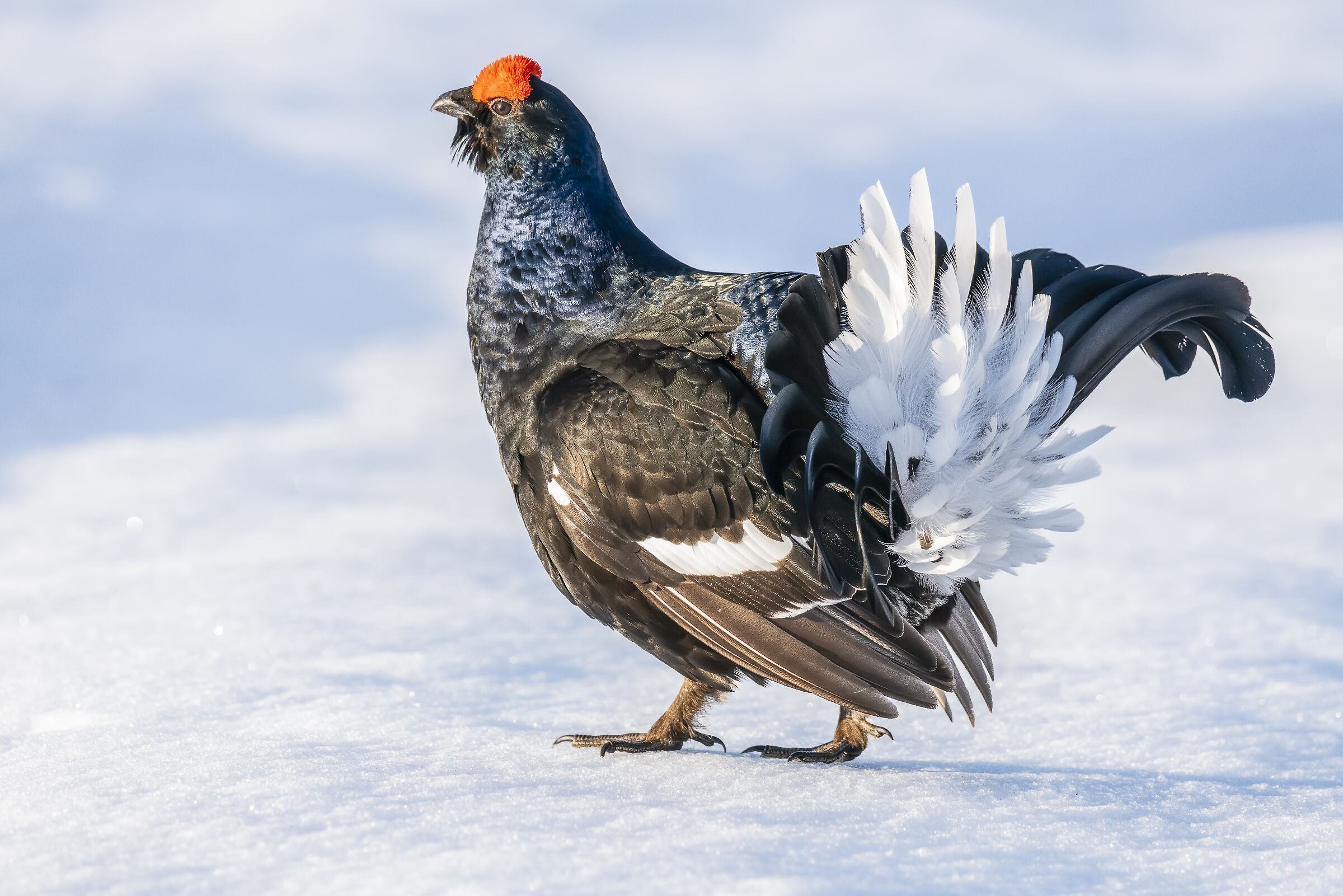 Gallo Forcello 2 May 2019