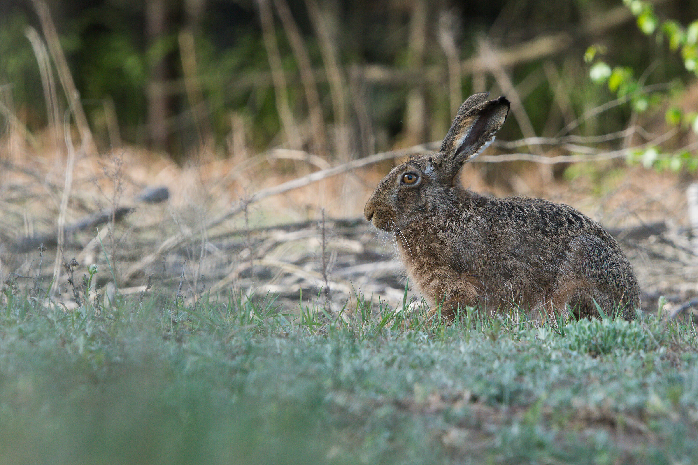 Brown hare (Lepus Europaeus)