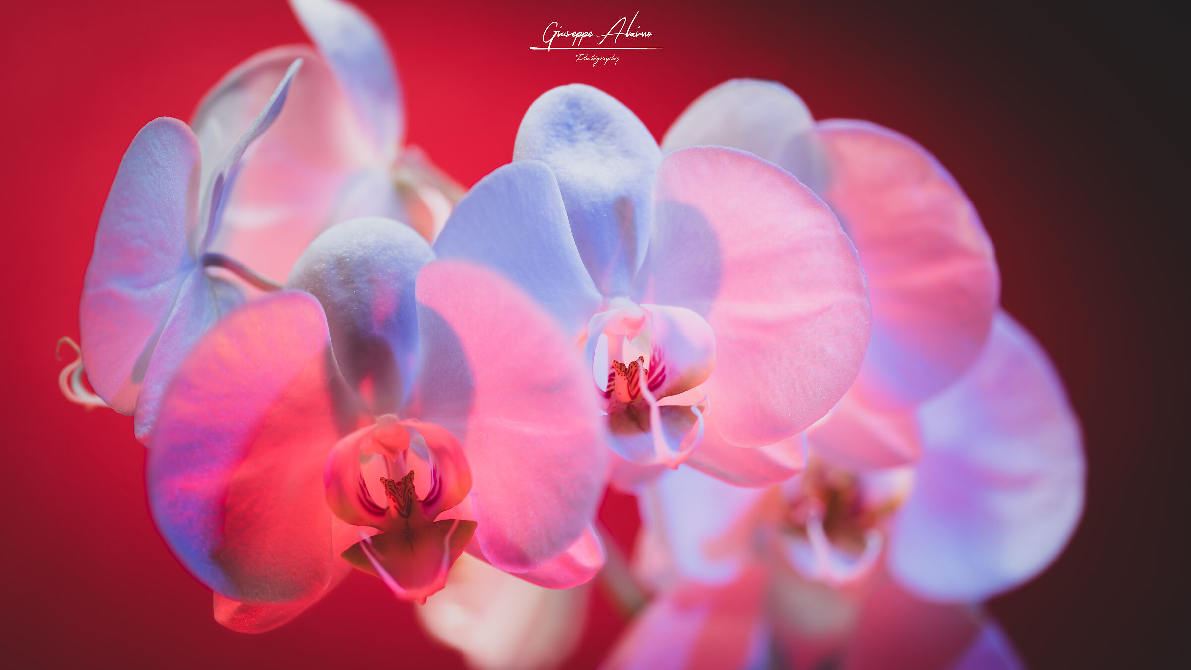 Colored Orchid of Light