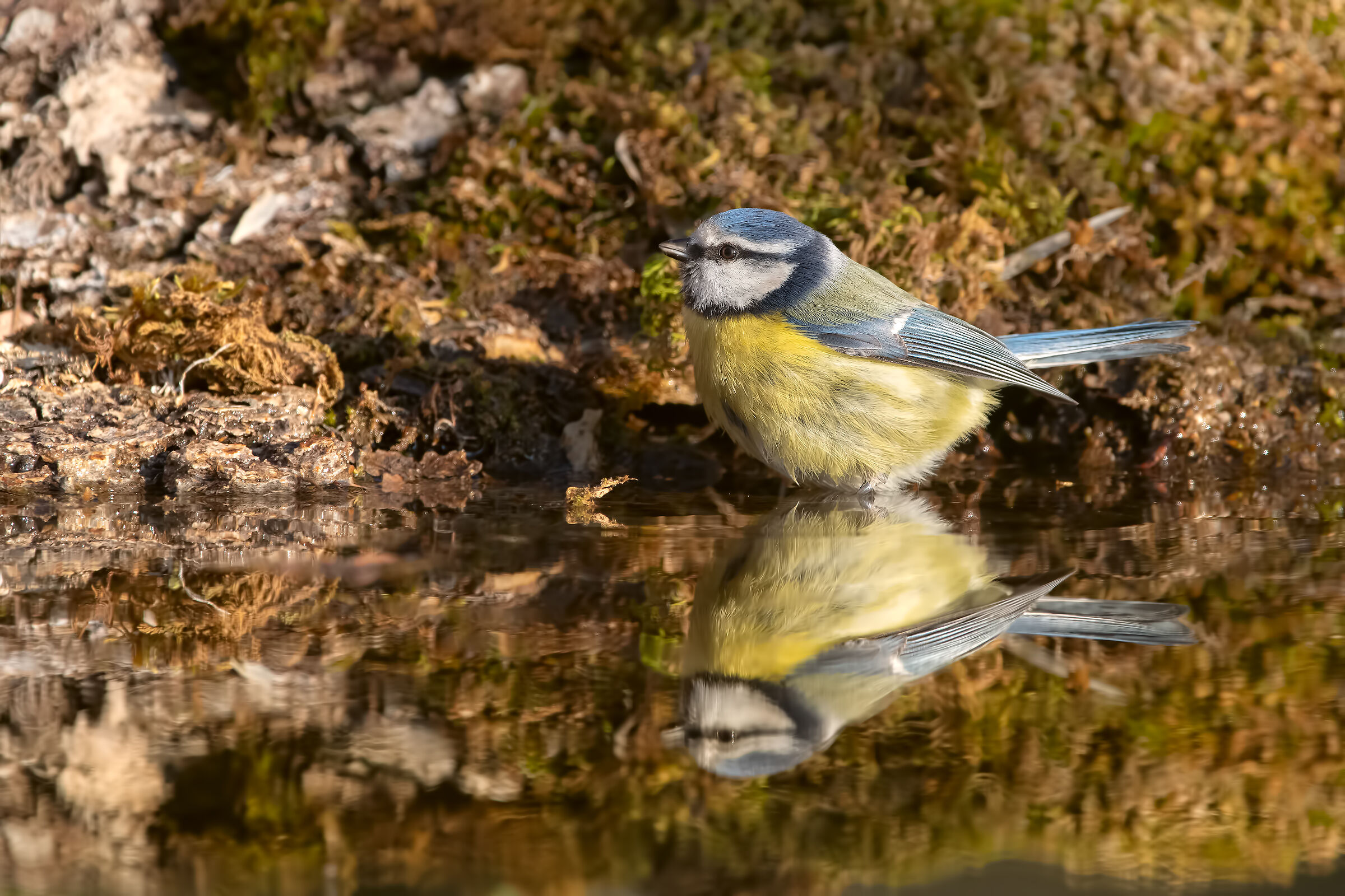 cinciarella al bagno