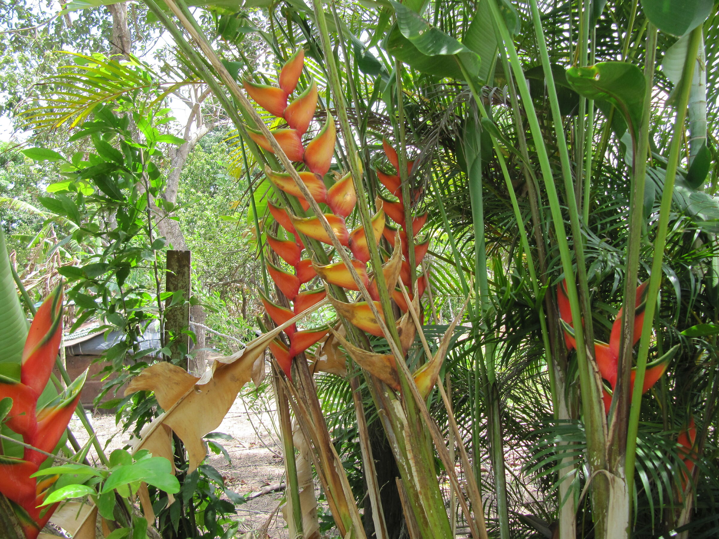 Fiori tropicali