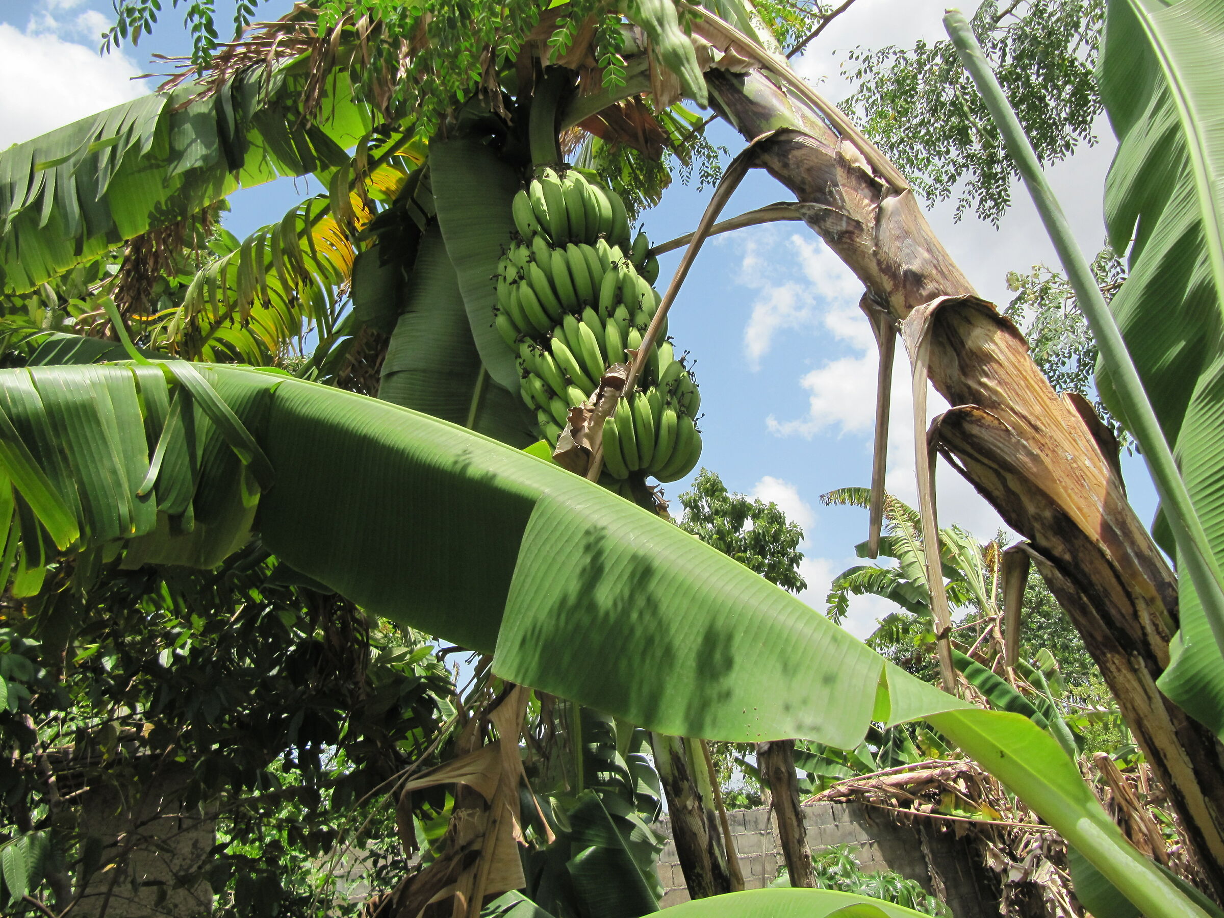 Tropical horticultural