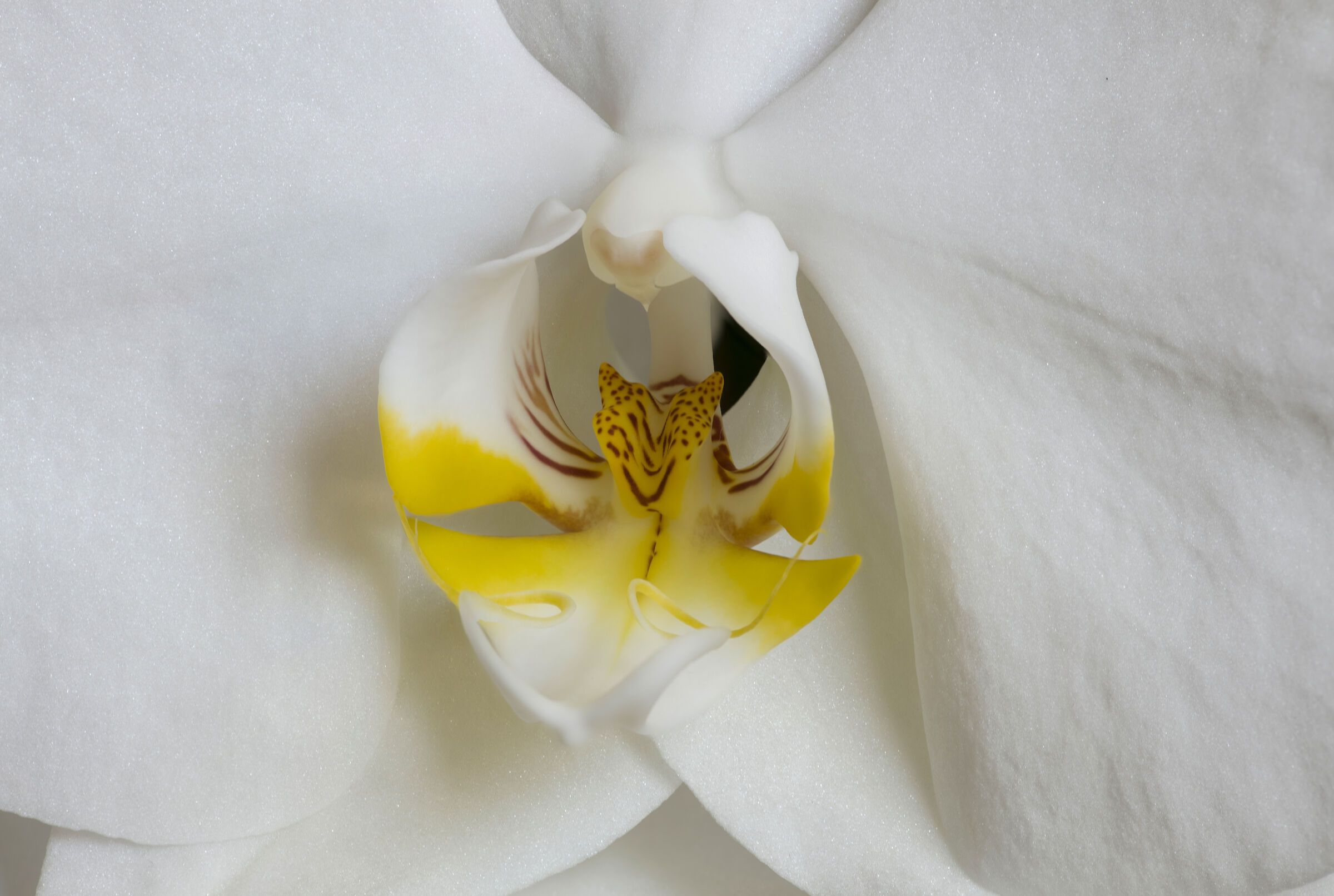 Orchidea in primo piano