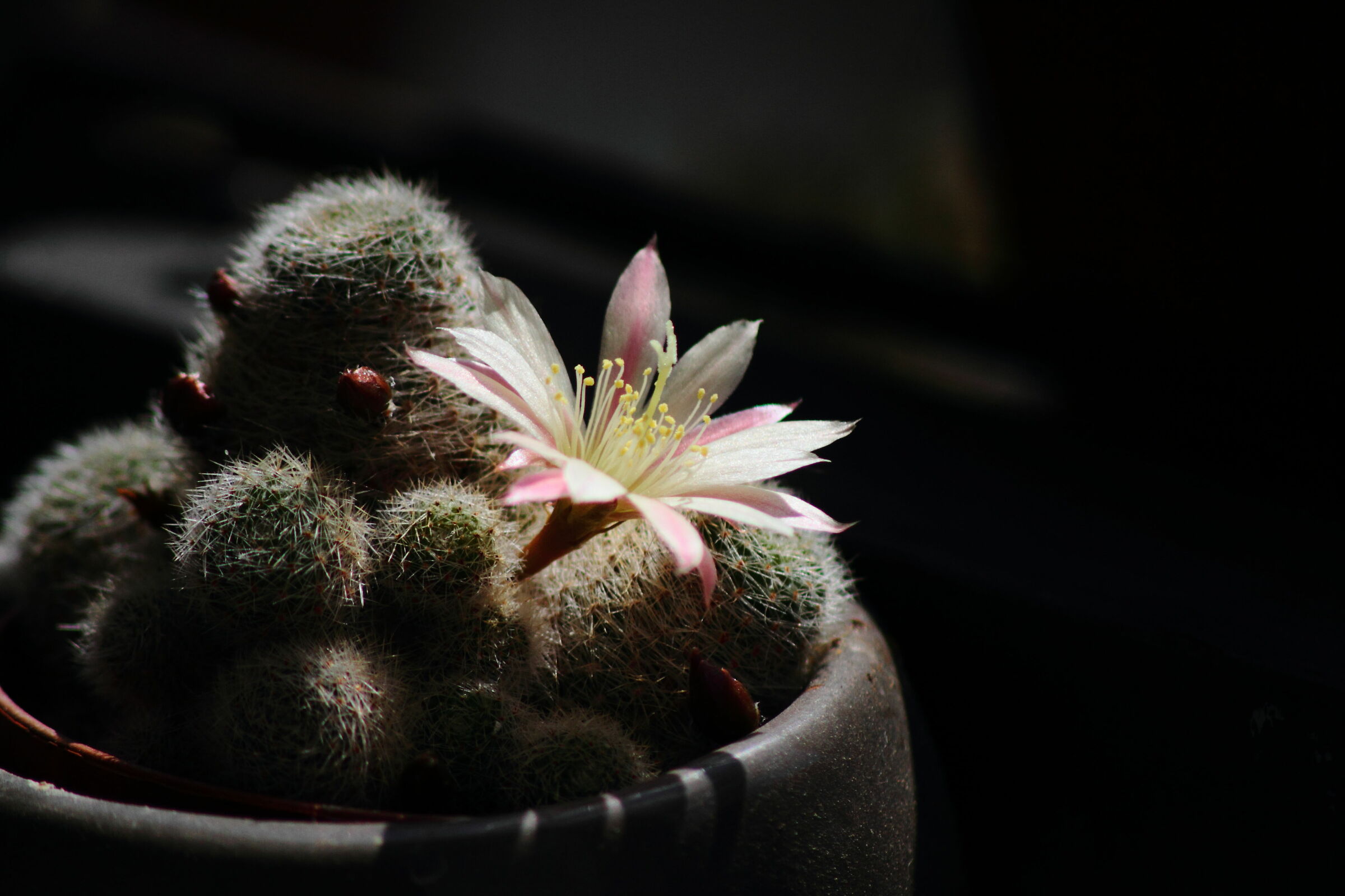 Micro Cactus