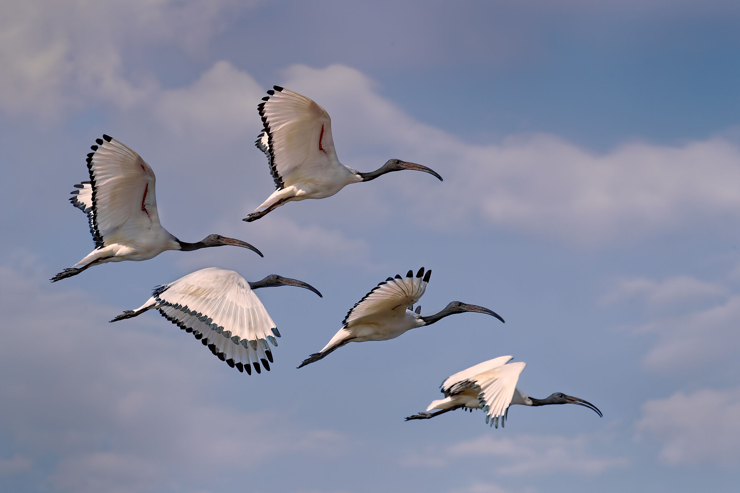 Stormo di Ibis in volo sul lago Superiore di Mantova