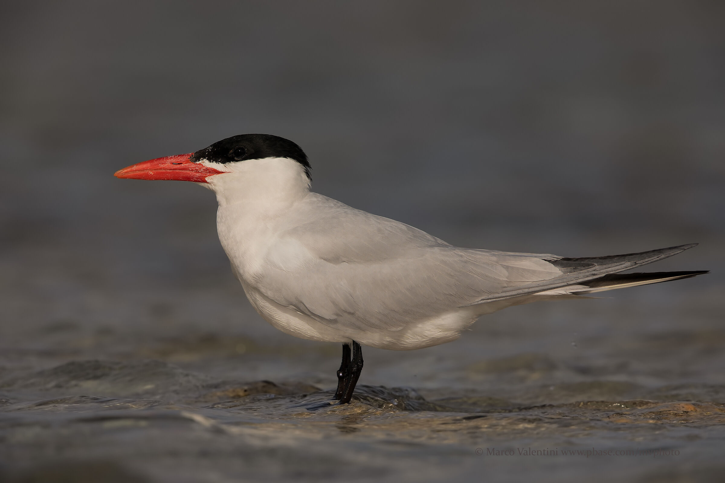 Portrait at the main tern
