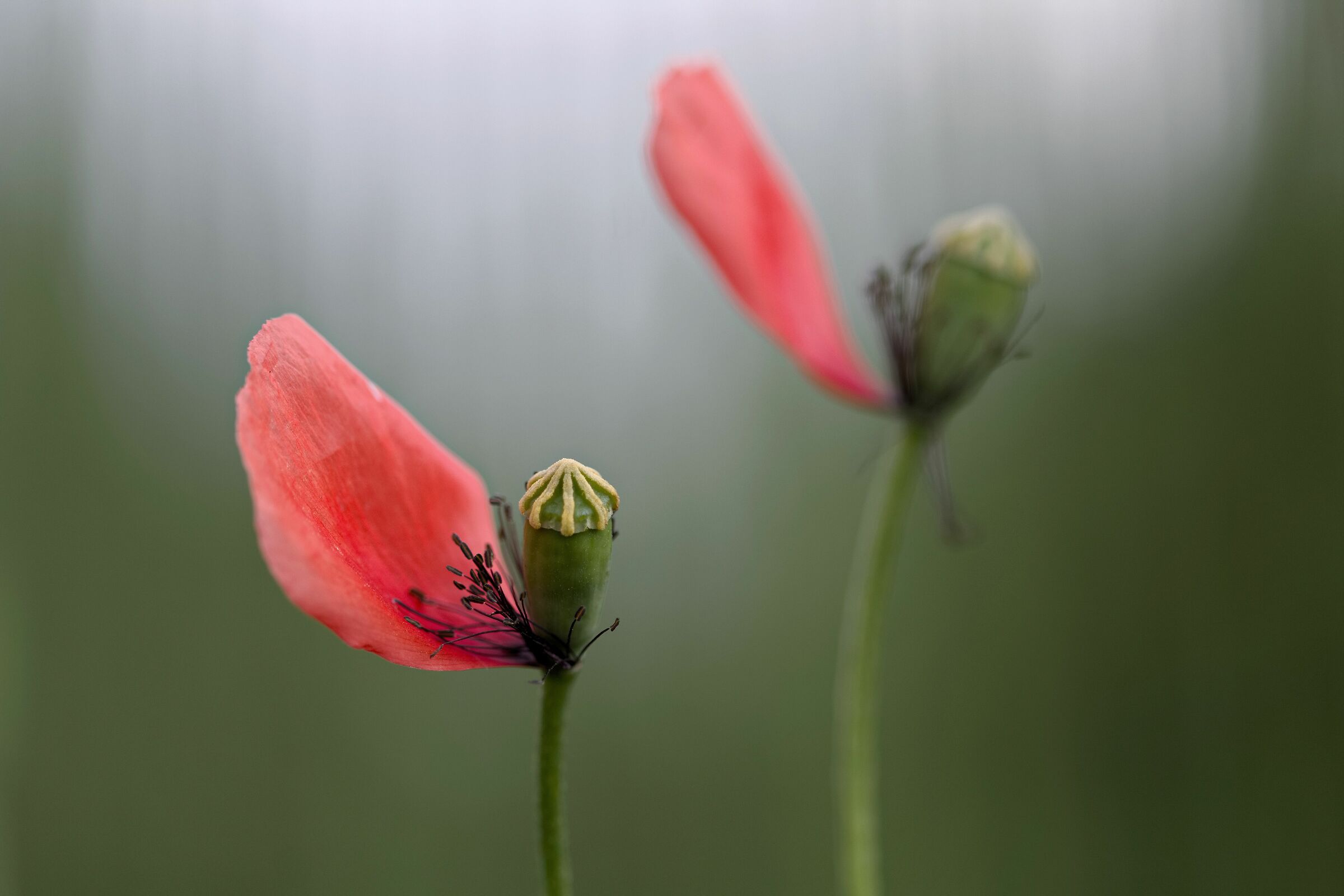 Unconventional Spring