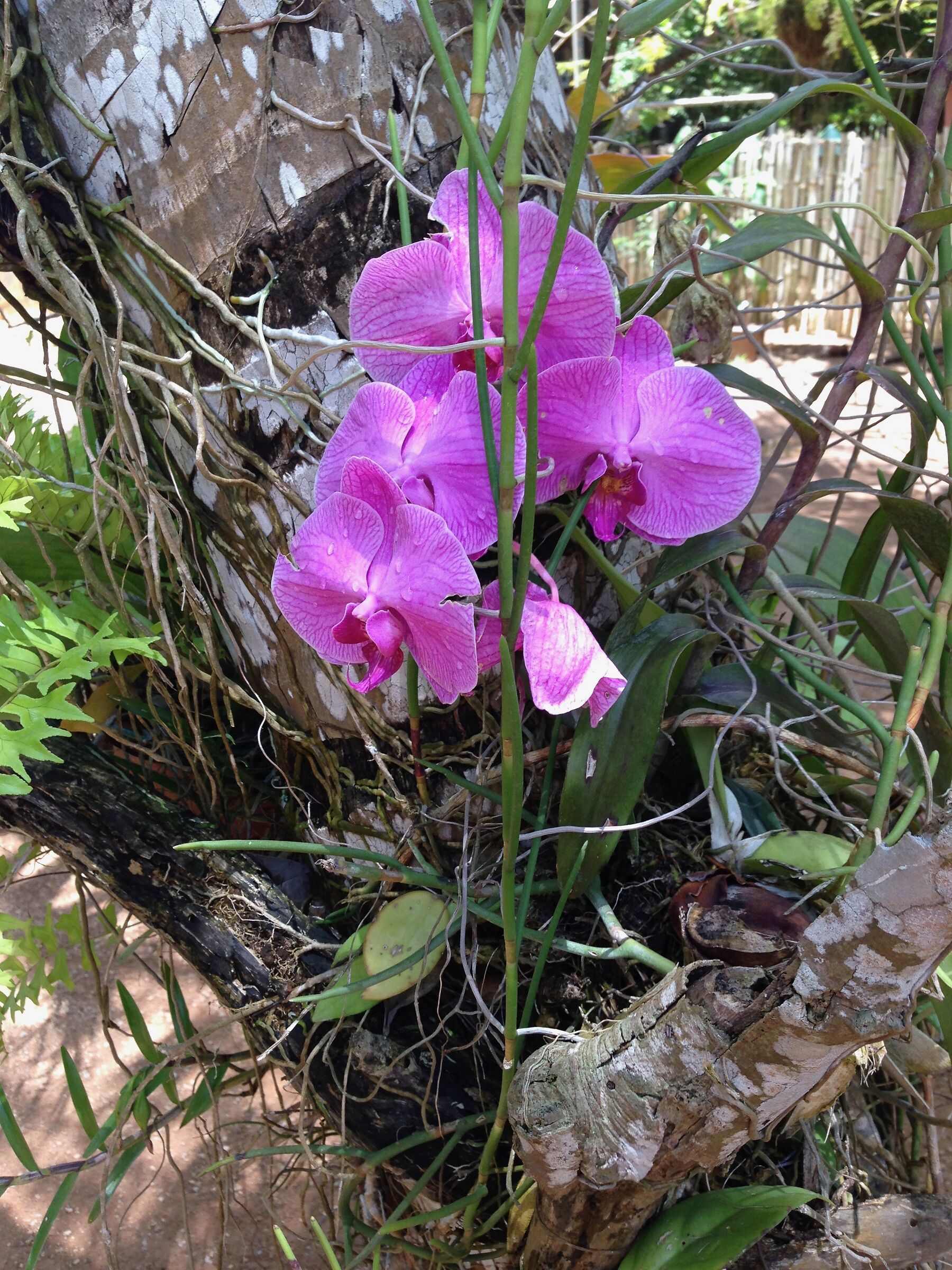 Orquidea in the garden