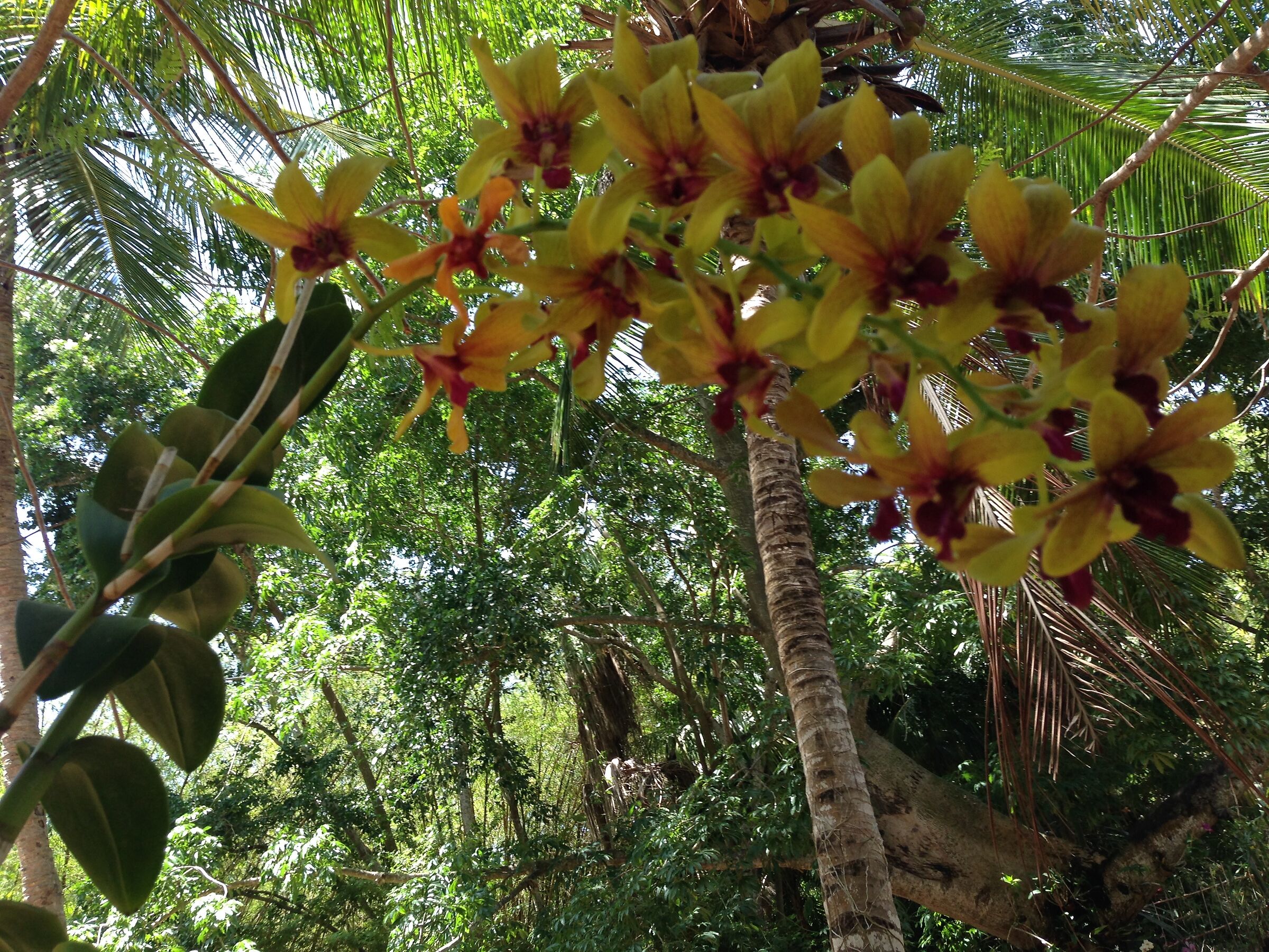 orquidea in giardino