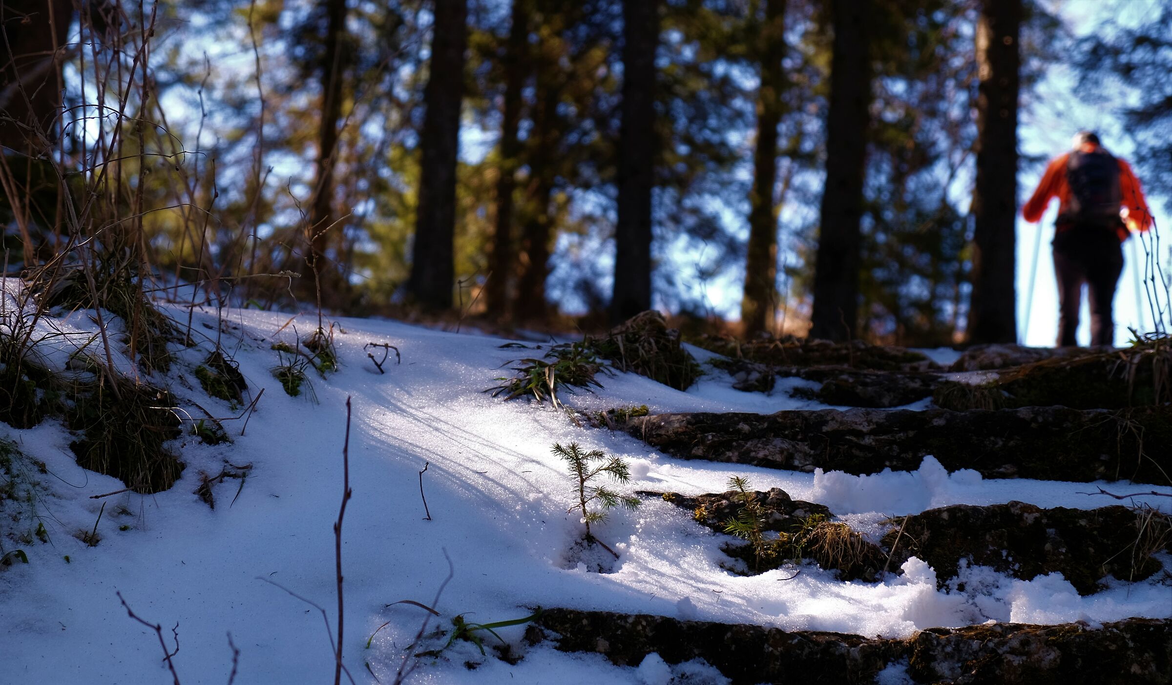 Forest in the morning