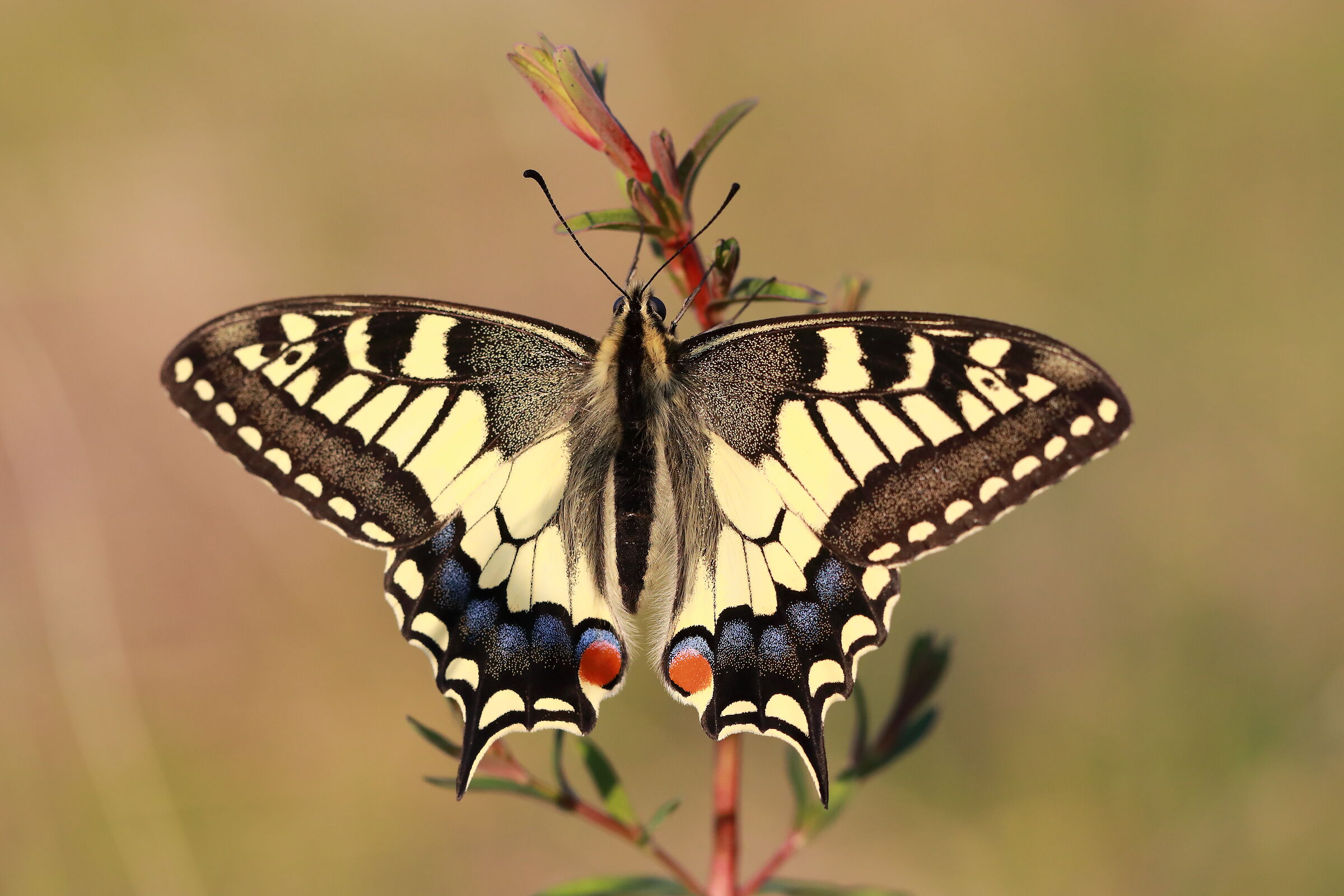 Papilio macaon