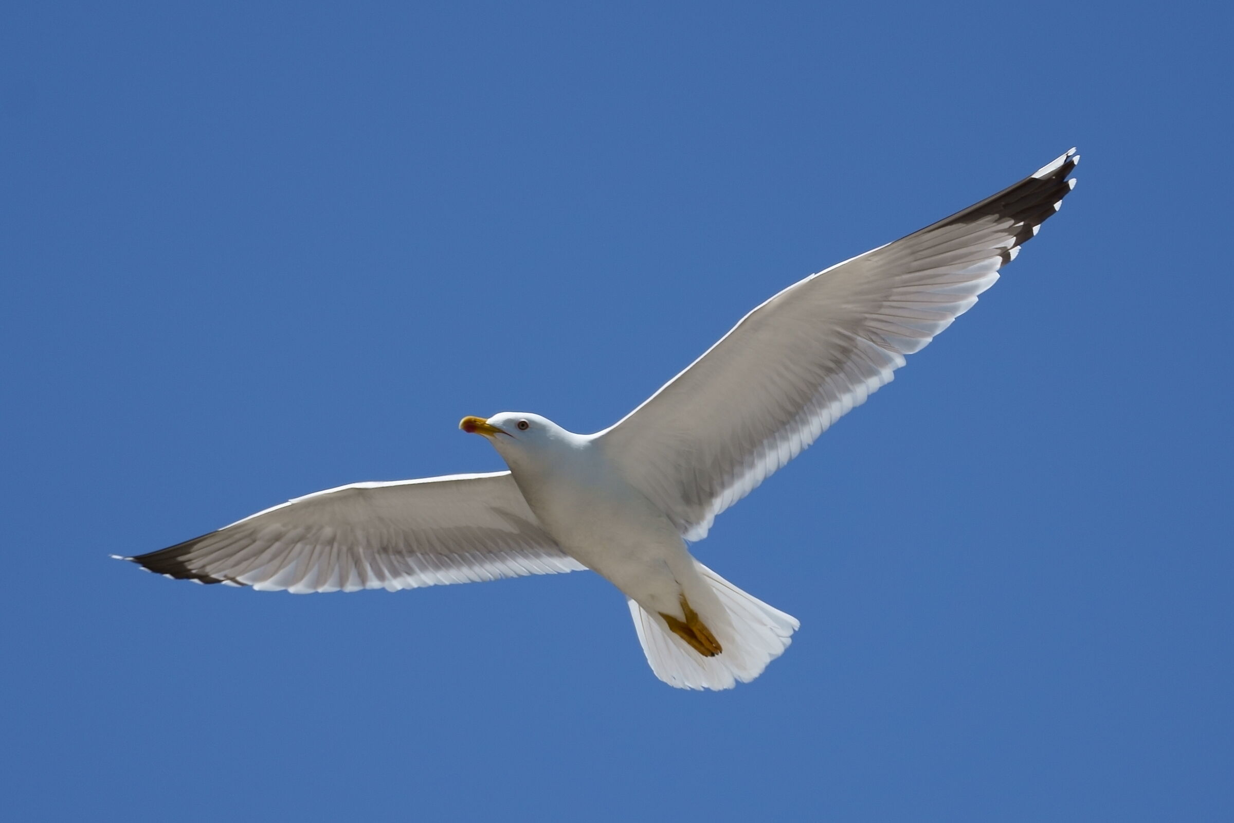 Dalla spiaggia di San Fruttuoso