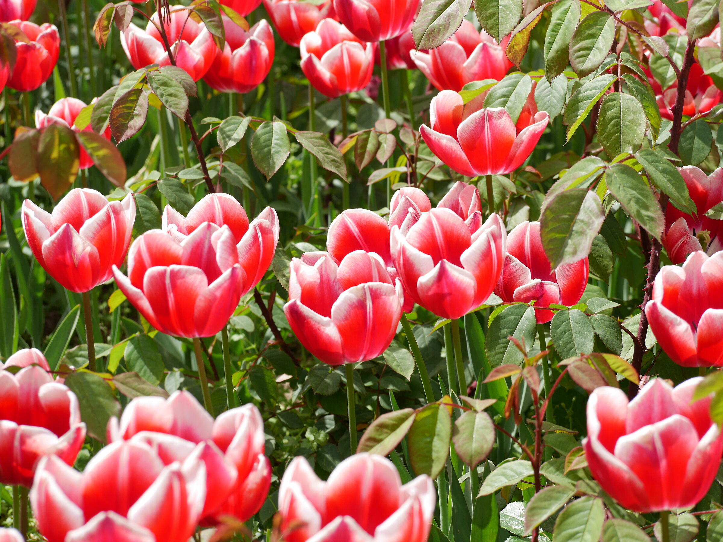 tulipani