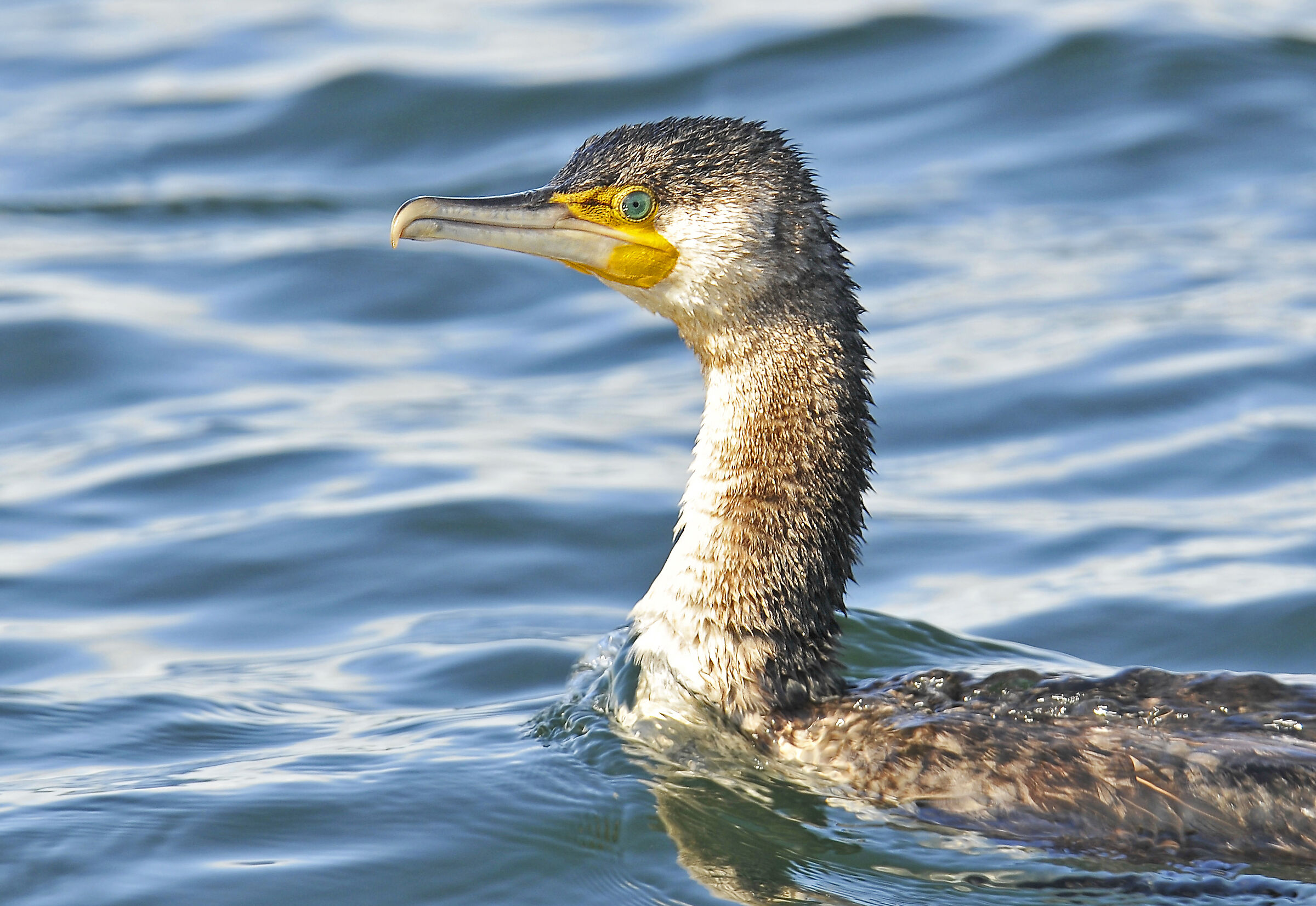 Cormorano (Great cormorant)