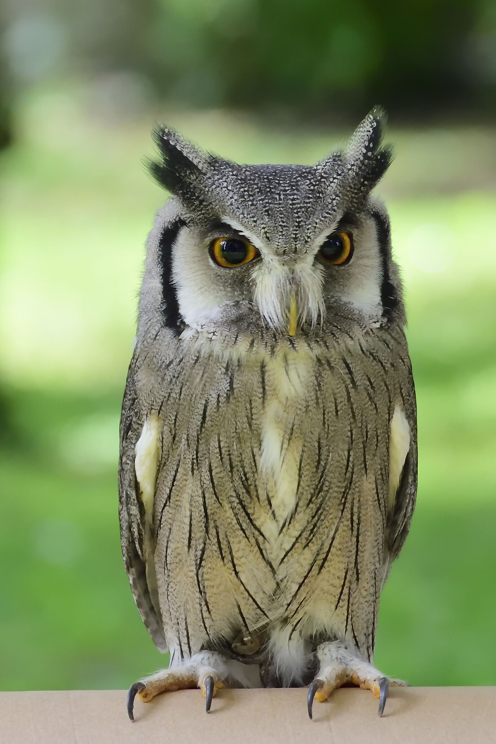Tests of Tamron (Feast of Owls)