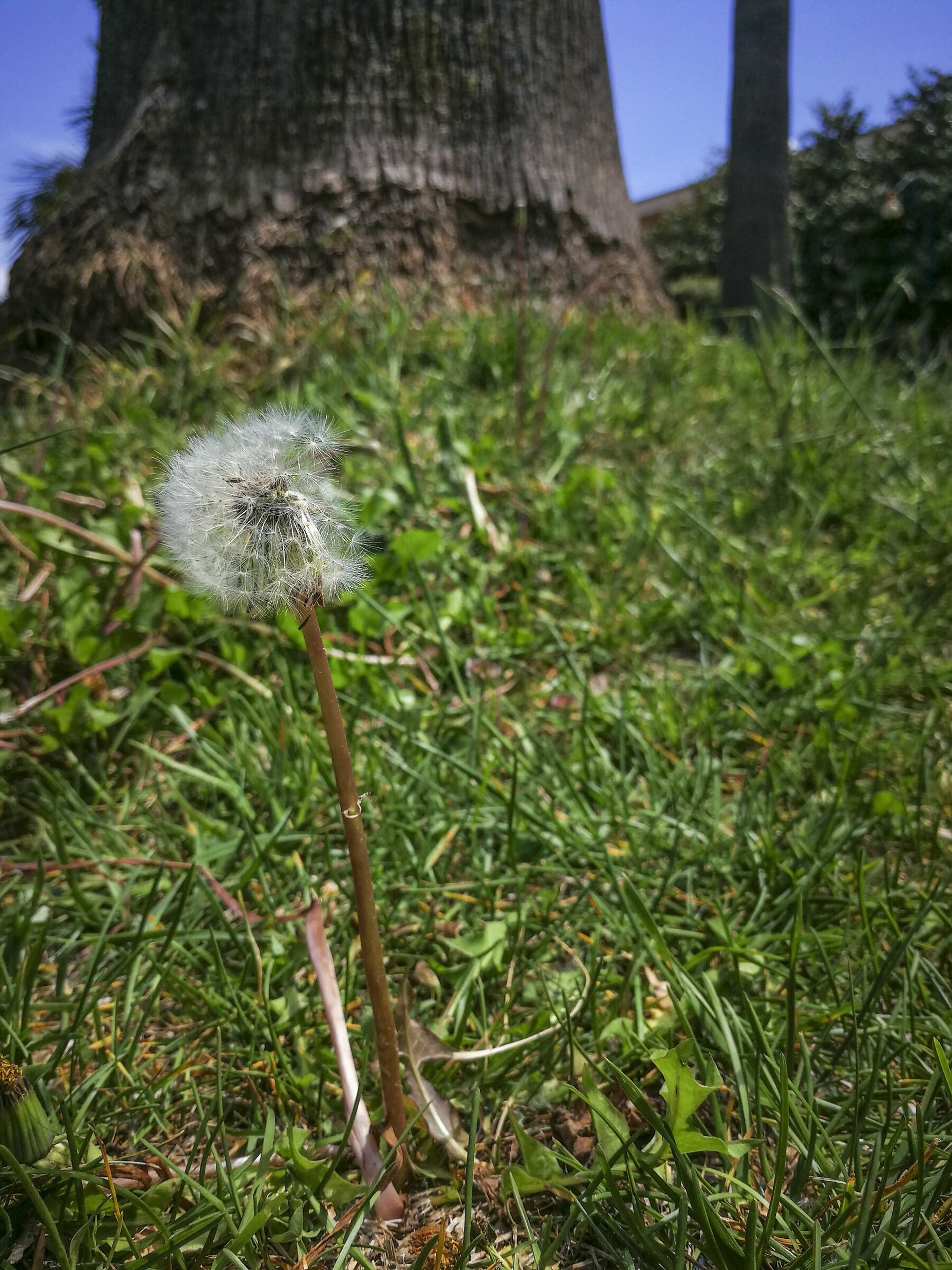 All'ombra del gigante..