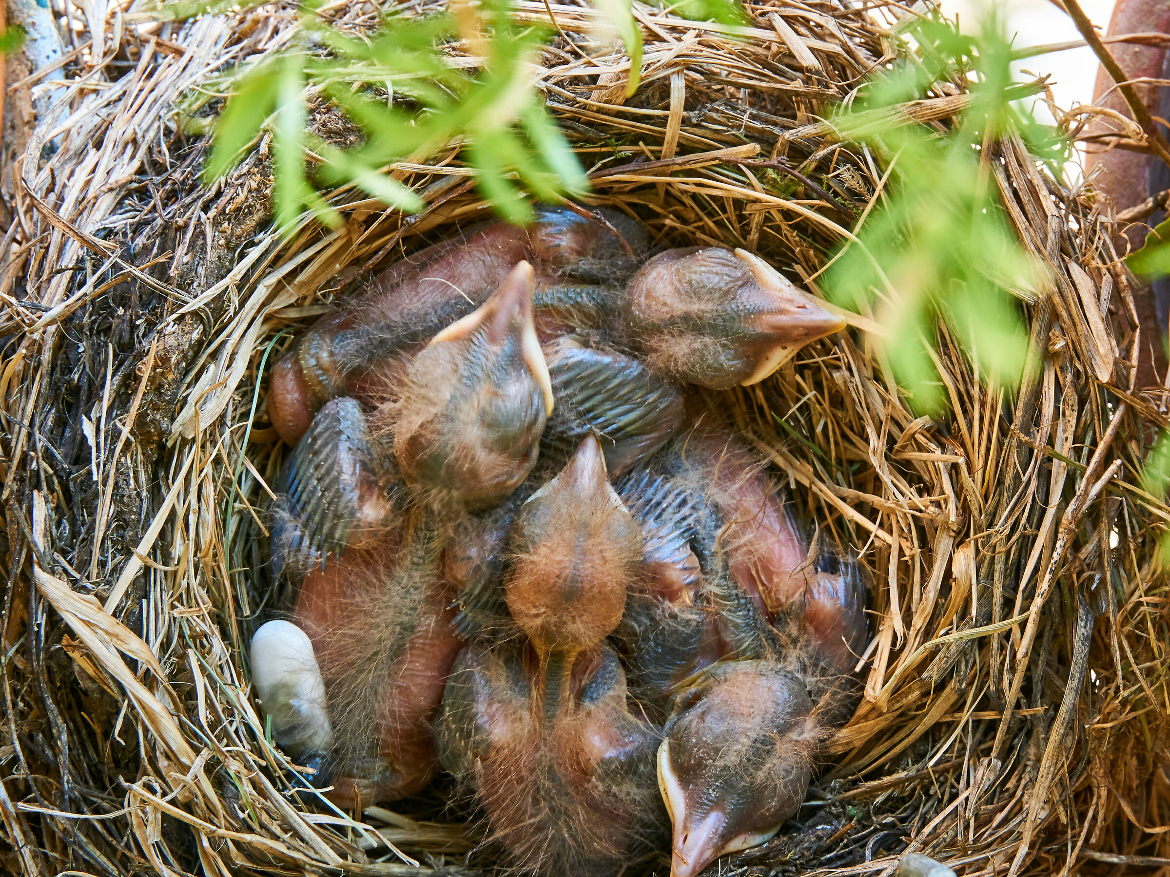 Battlements on the planters of my house