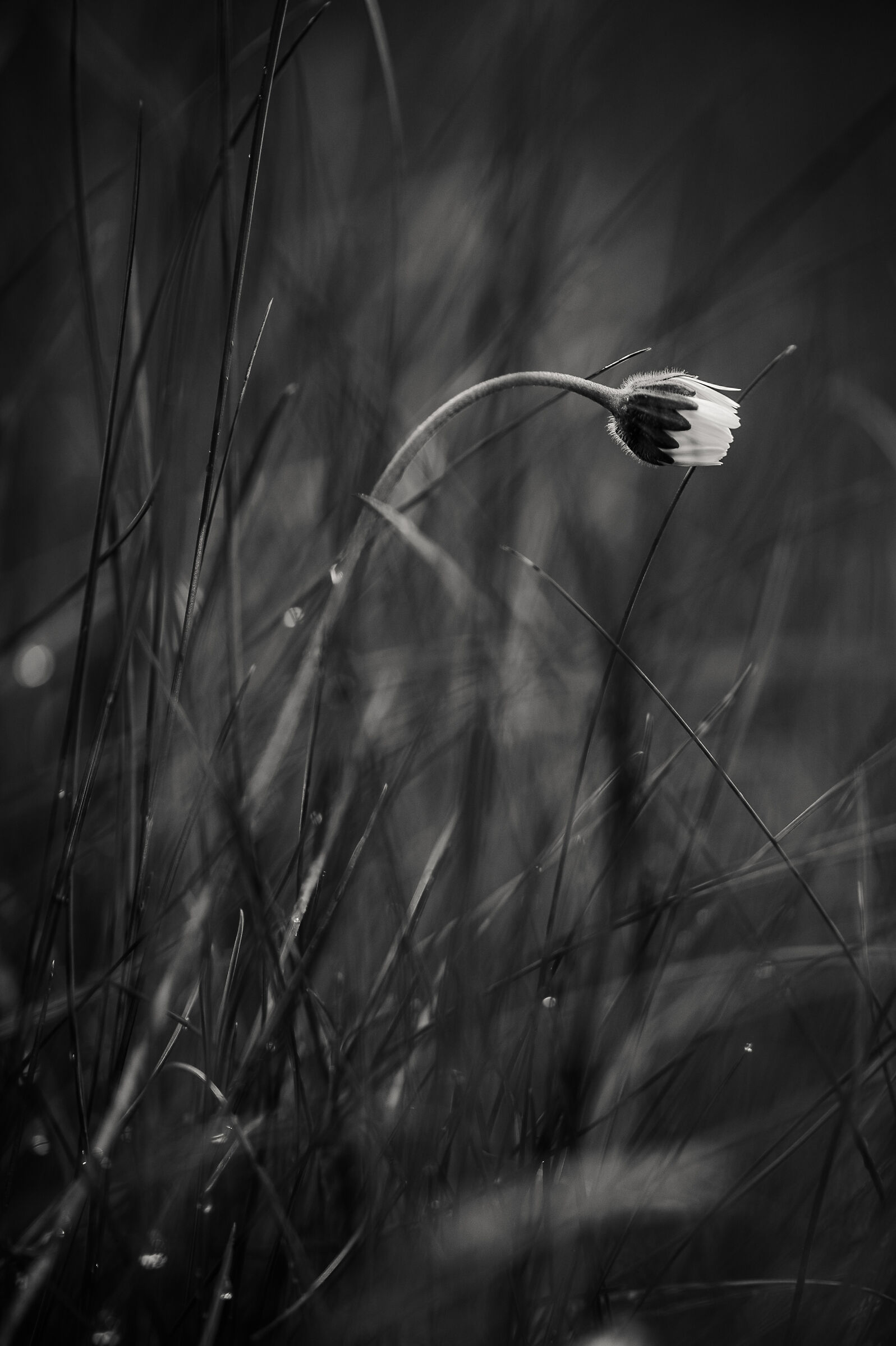 White from the deep...